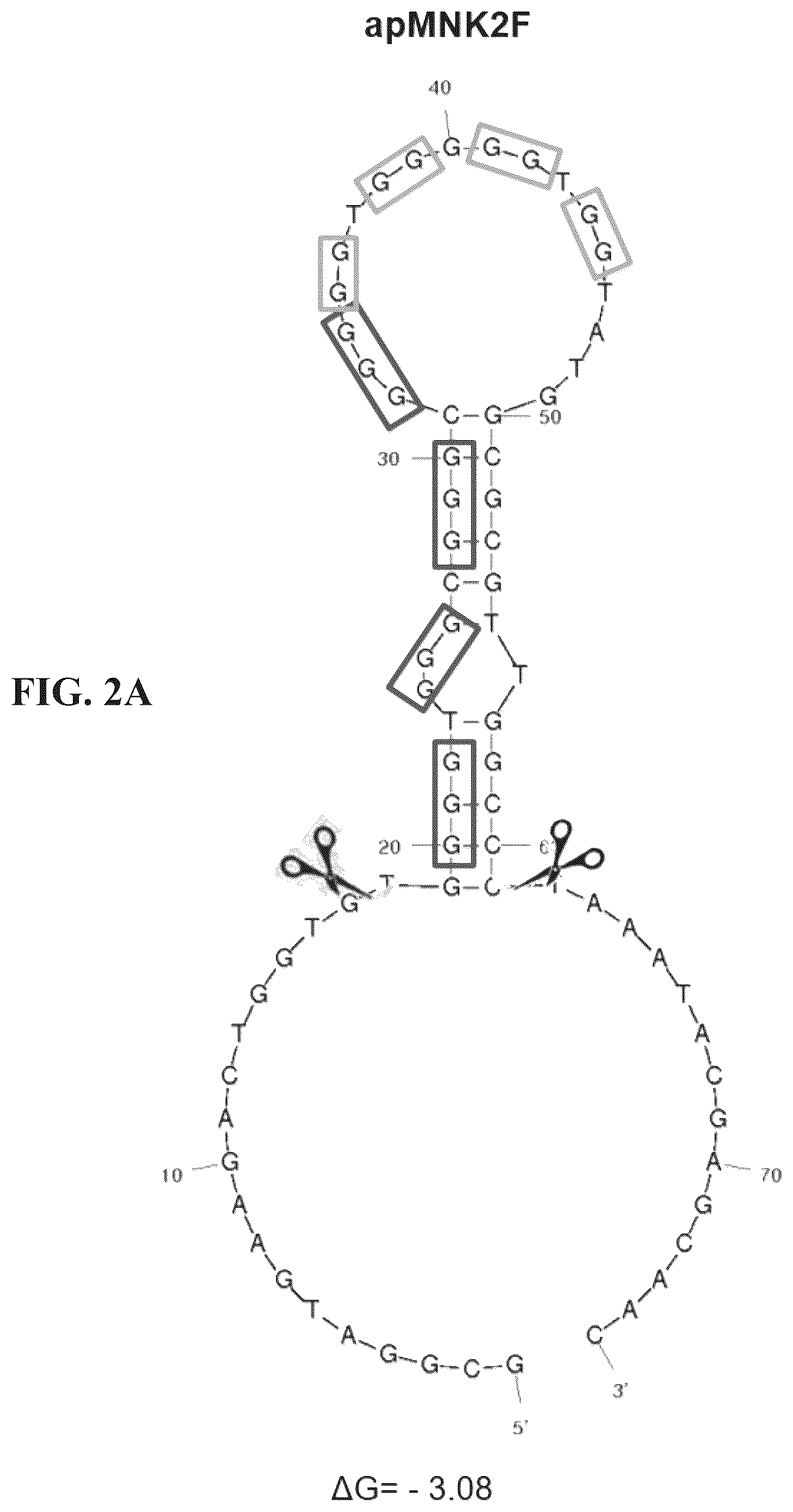 Patent US12492403 Figure 2 – Aptamers and the use thereof in the treatment of cancer
