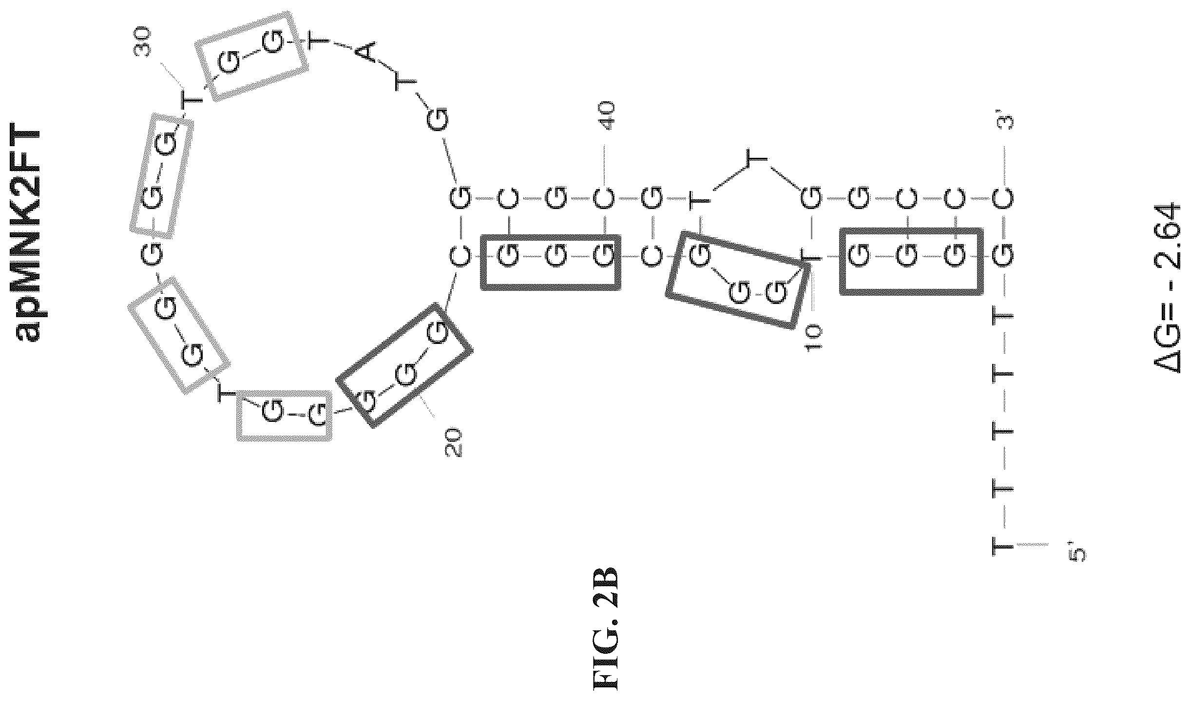Patent US12492403 Figure 3 – Aptamers and the use thereof in the treatment of cancer