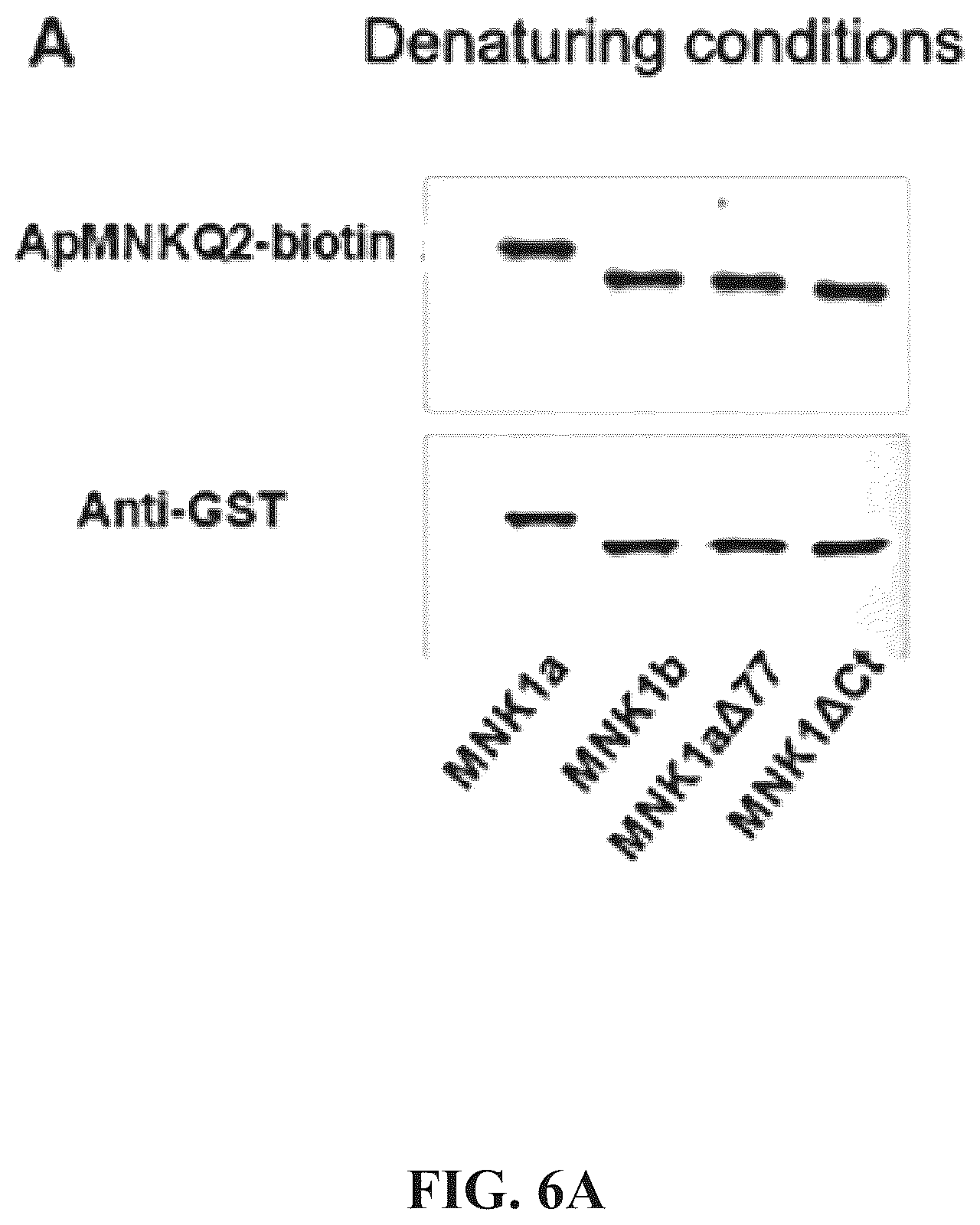 Patent US12492403 Figure 12 – Aptamers and the use thereof in the treatment of cancer