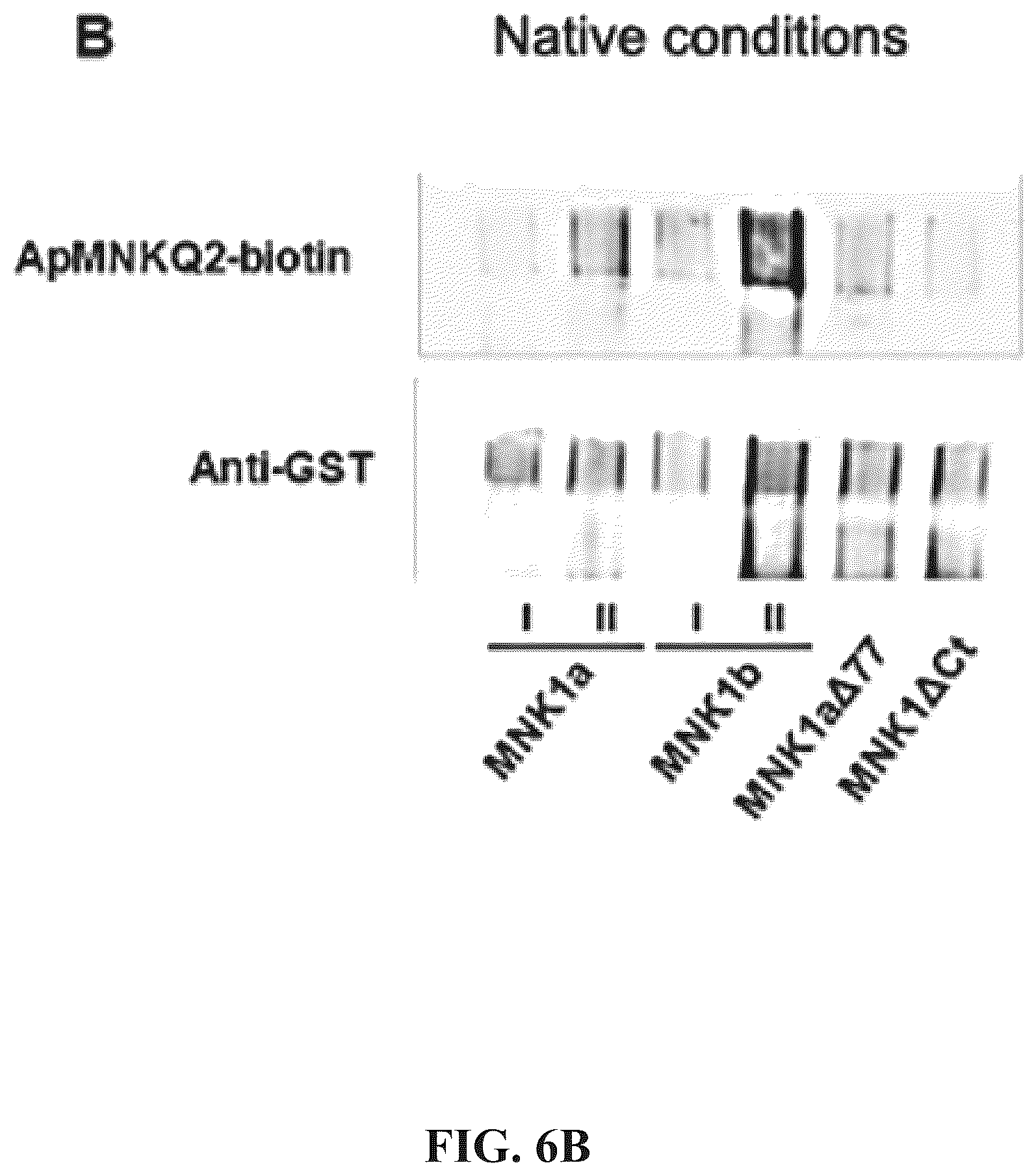 Patent US12492403 Figure 13 – Aptamers and the use thereof in the treatment of cancer