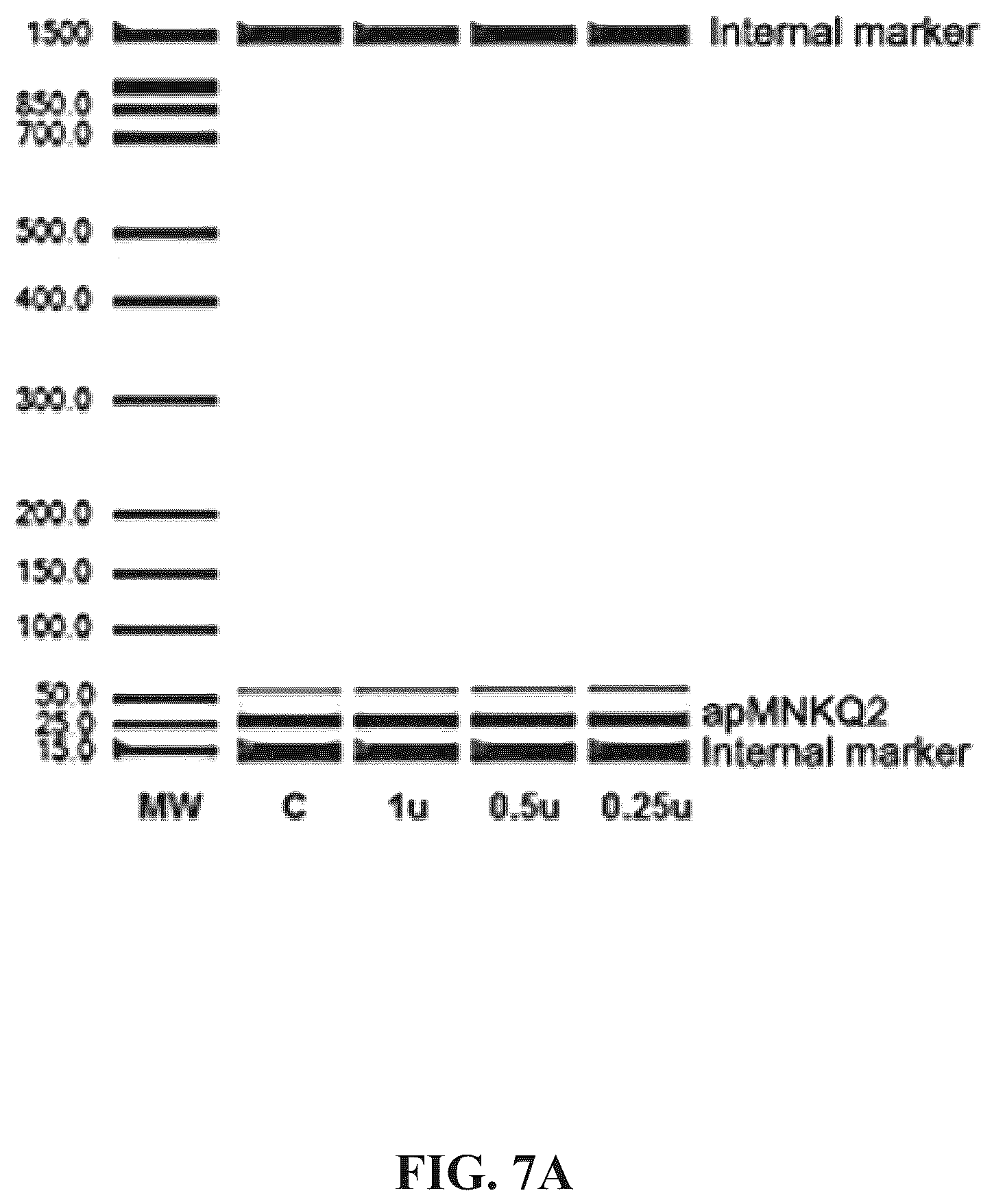 Patent US12492403 Figure 15 – Aptamers and the use thereof in the treatment of cancer