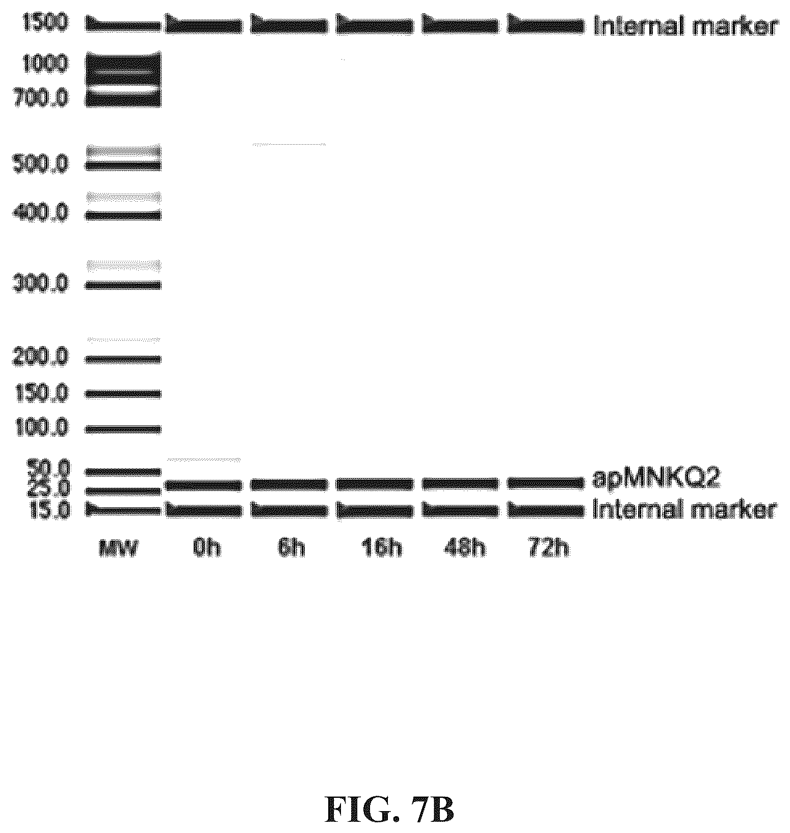 Patent US12492403 Figure 16 – Aptamers and the use thereof in the treatment of cancer