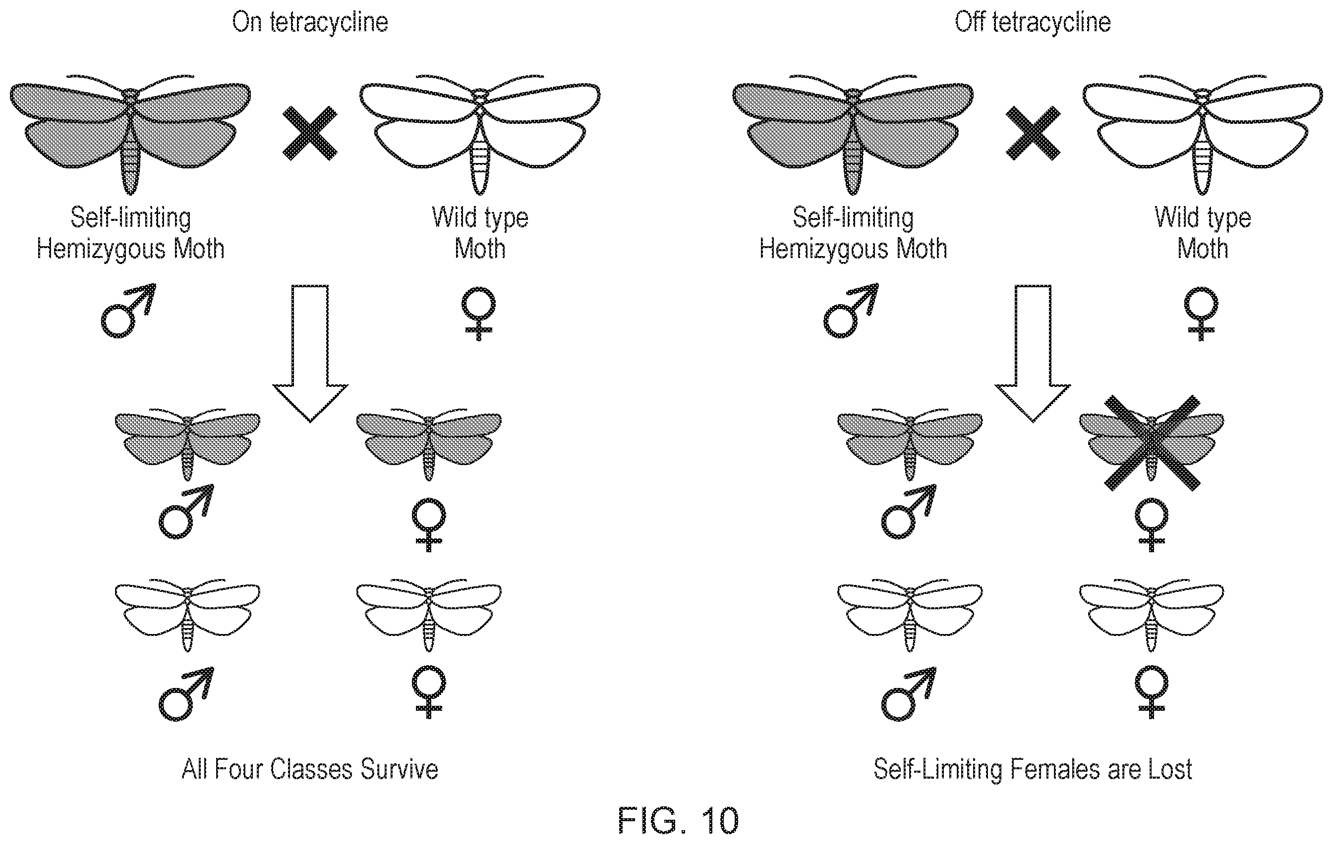 Patent US12492404 Figure 10 – Self-limiting noctuids