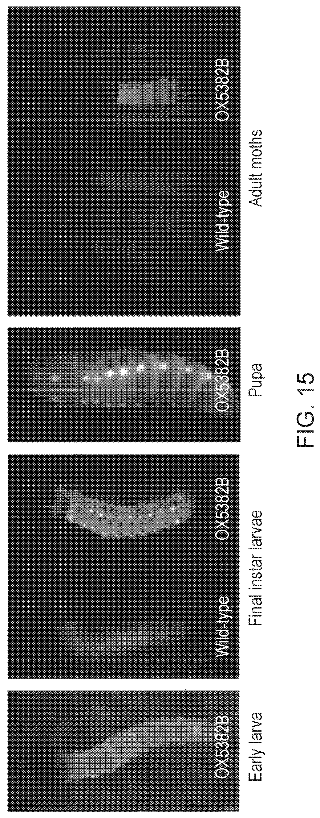 Patent US12492404 Figure 15 – Self-limiting noctuids