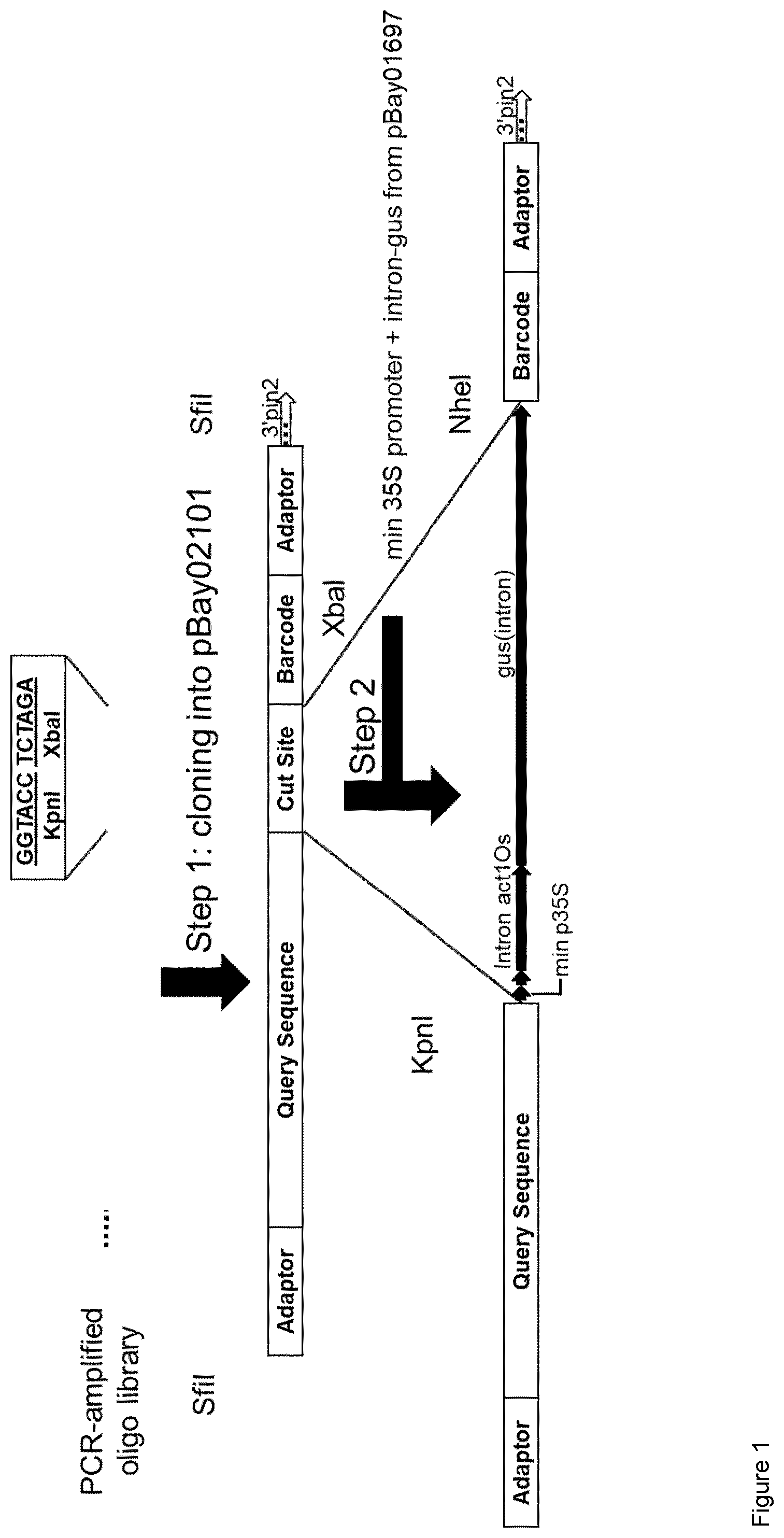 Patent US12492406 Figure 1 – Regulatory nucleic acid molecules for enhancing gene expression in plants