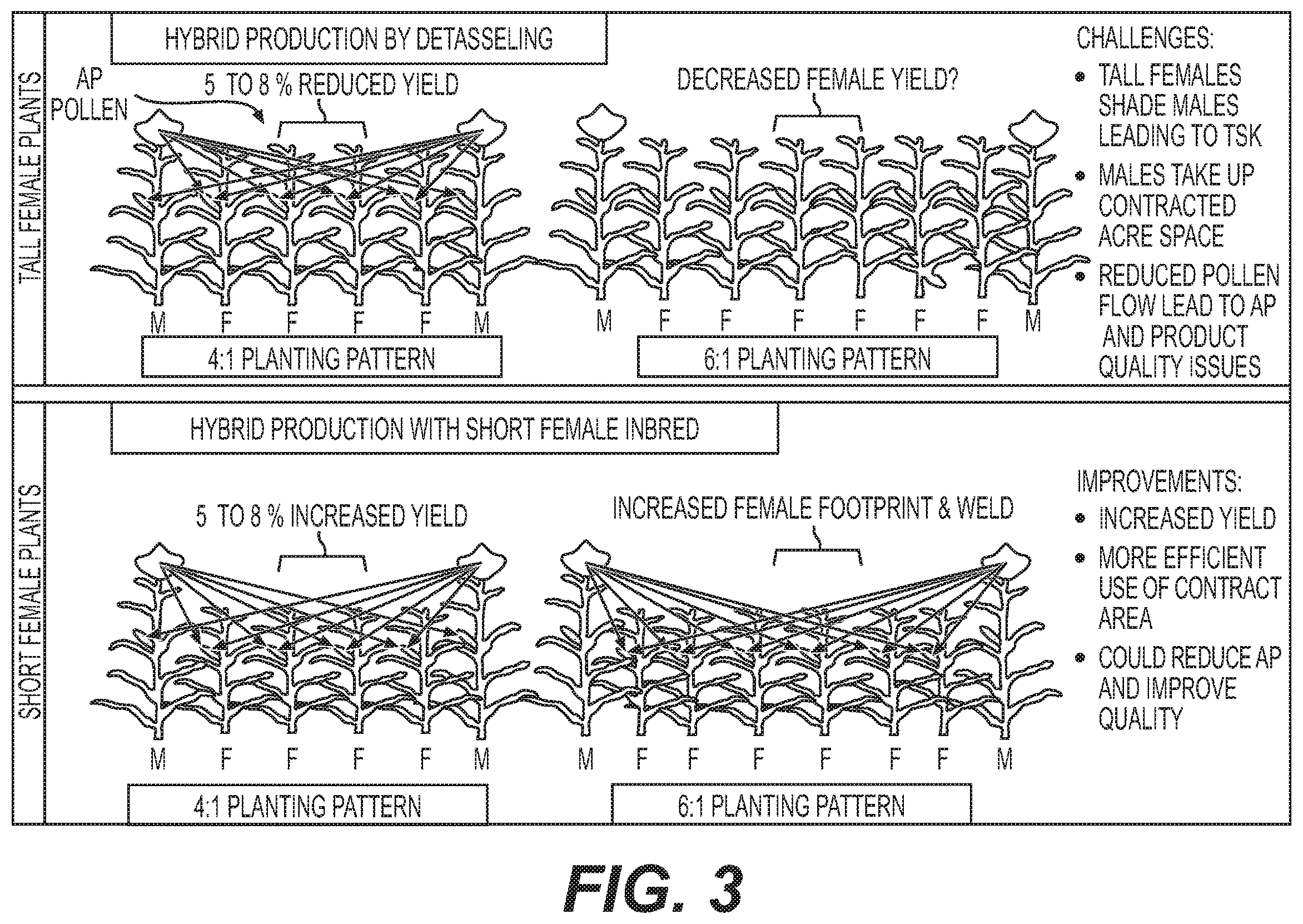Patent US12492408 Figure 3 – Methods for hybrid corn seed production