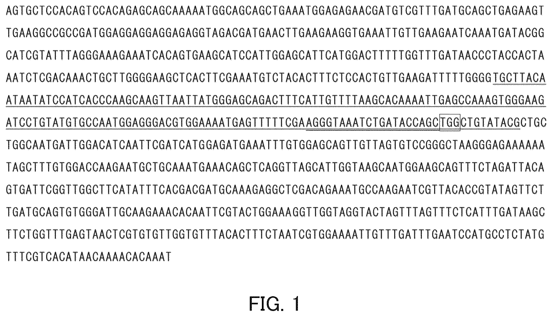 Patent US12492409 — Solanaceous plant resistant to virus of genus Begomovirus causing tomato yellow leaf curl symptoms, solanaceous plant cell, and method for producing solanaceous plant — Figure 1
