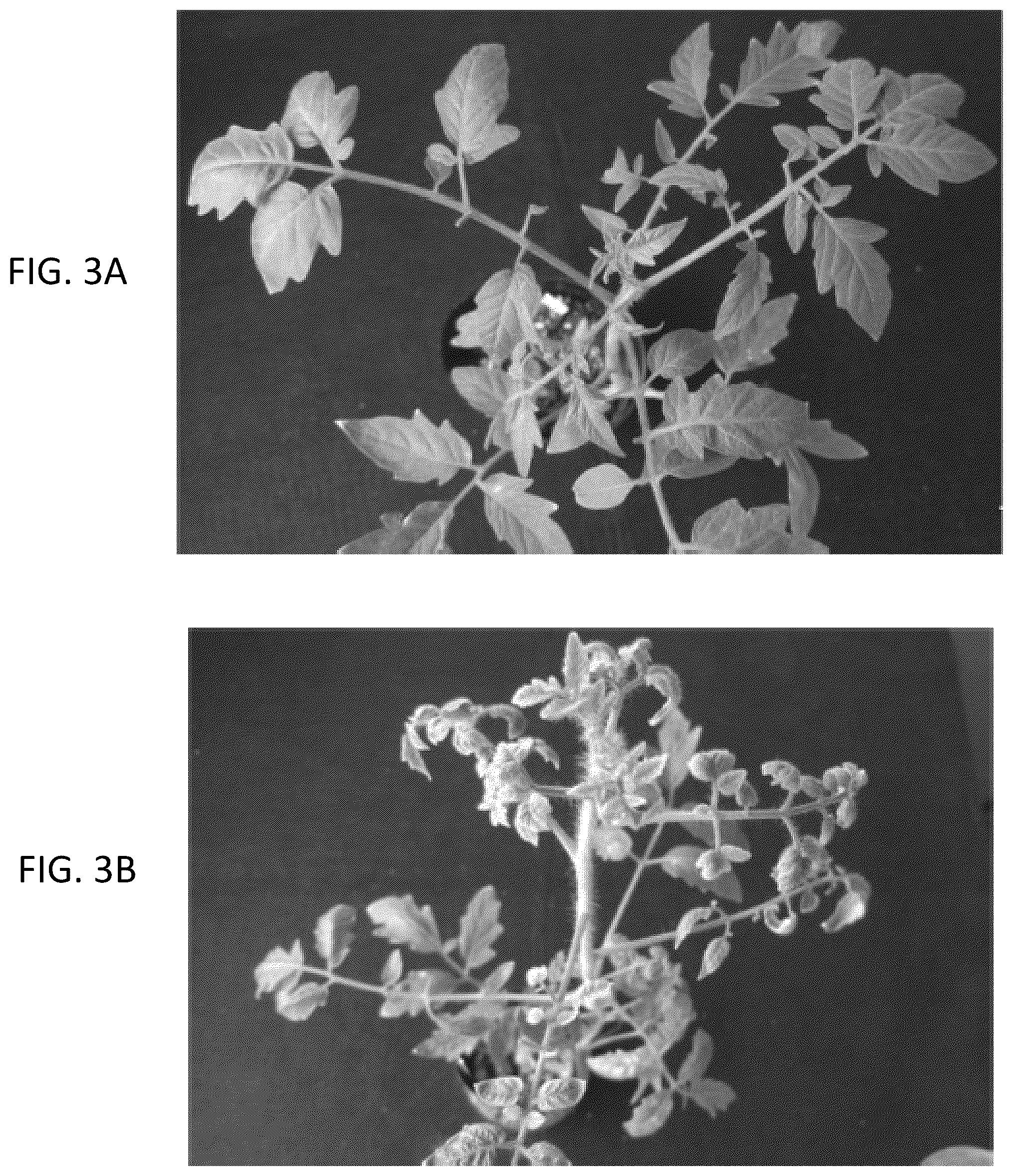 Patent US12492409 Figure 3 – Solanaceous plant resistant to virus of genus Begomovirus causing tomato yellow leaf curl symptoms, solanaceous plant cell, and method for producing solanaceous plant