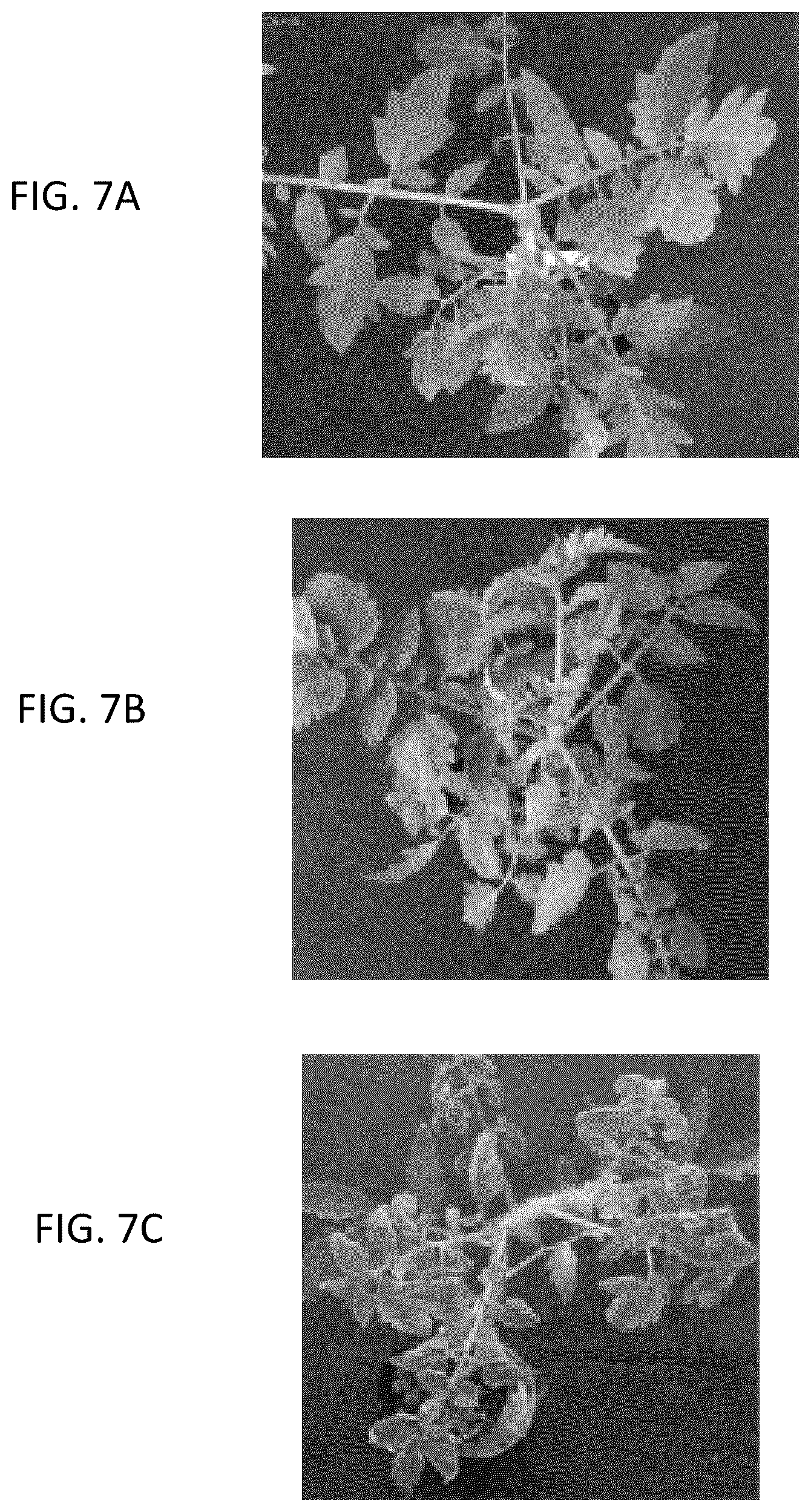 Patent US12492409 Figure 5 – Solanaceous plant resistant to virus of genus Begomovirus causing tomato yellow leaf curl symptoms, solanaceous plant cell, and method for producing solanaceous plant