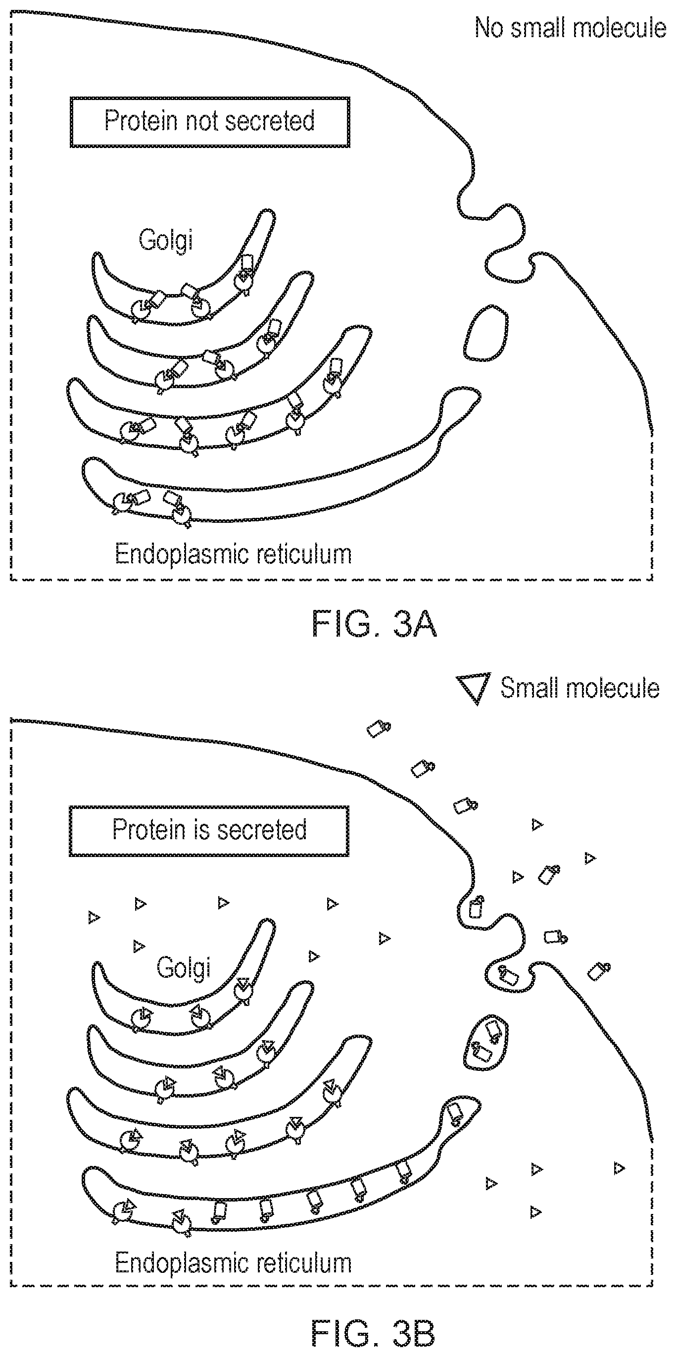 Patent US12492410 Figure 2 – Engineered cytolytic immunecell