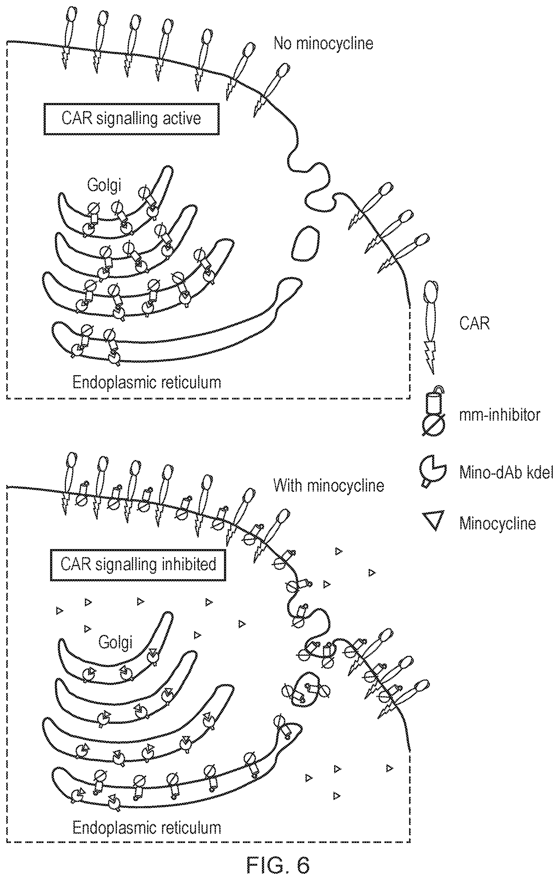 Patent US12492410 Figure 6 – Engineered cytolytic immunecell