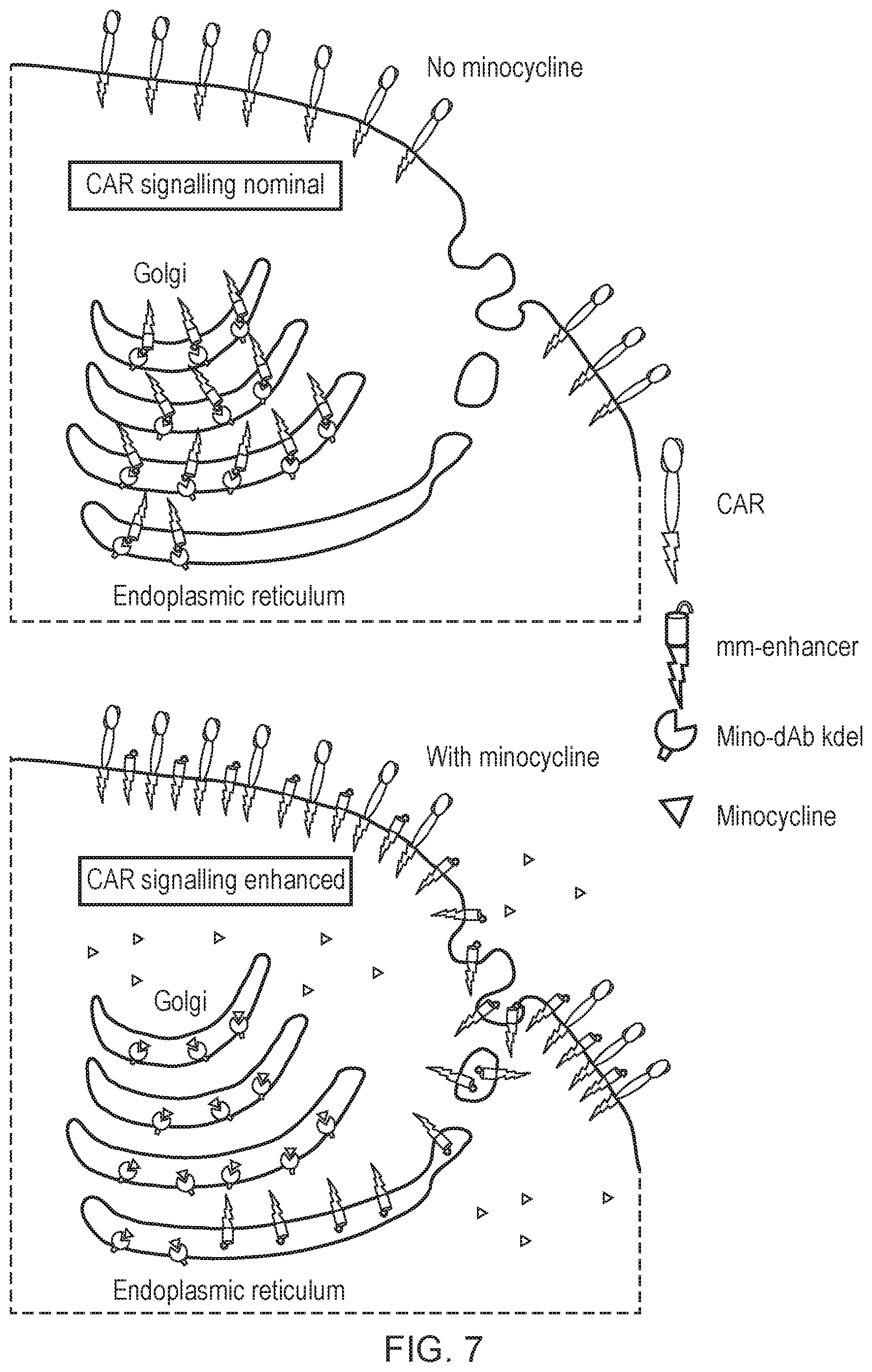 Patent US12492410 Figure 7 – Engineered cytolytic immunecell