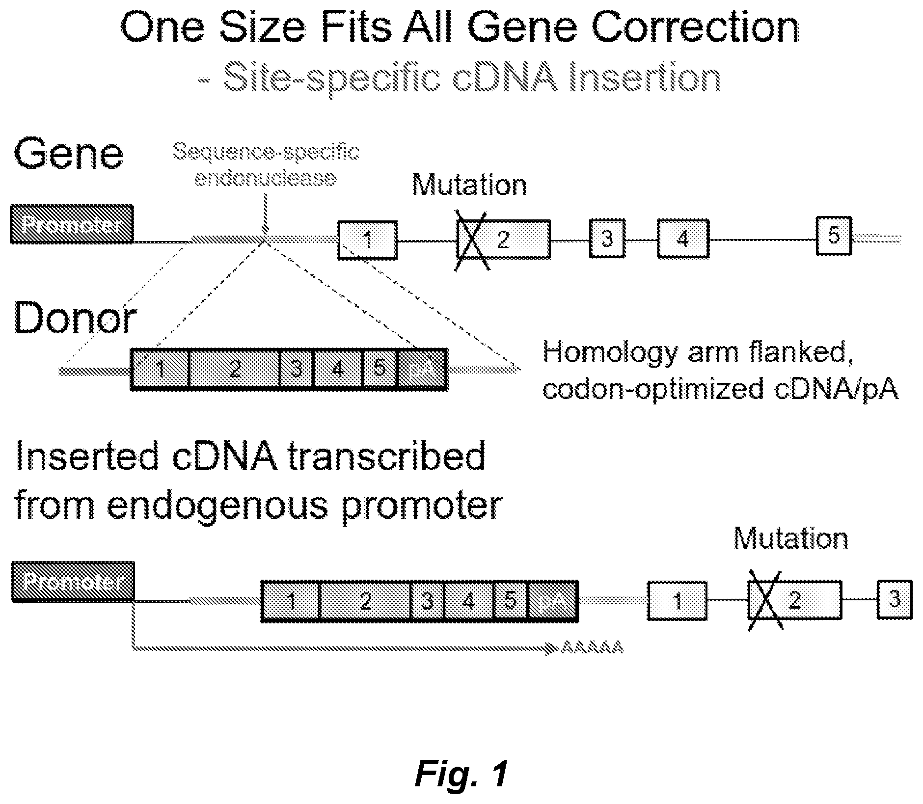 Patent US12492411 Figure 1 – Gene editing of monogenic disorders in human hematopoietic stem cells—correction of X-linked agammaglobulinemia (XLA)
