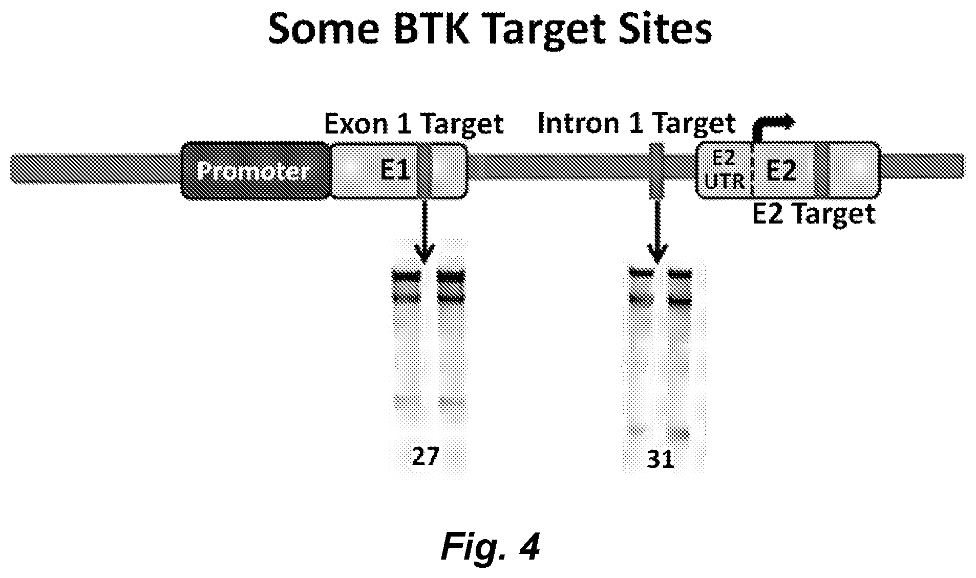 Patent US12492411 Figure 4 – Gene editing of monogenic disorders in human hematopoietic stem cells—correction of X-linked agammaglobulinemia (XLA)