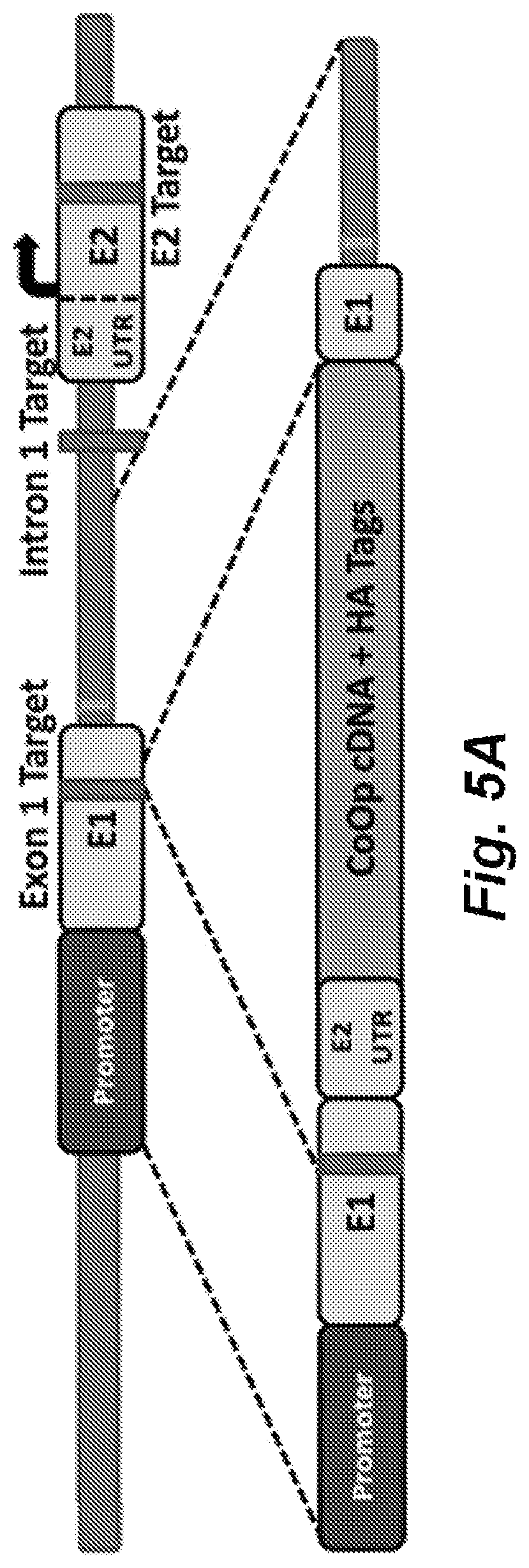 Patent US12492411 Figure 5 – Gene editing of monogenic disorders in human hematopoietic stem cells—correction of X-linked agammaglobulinemia (XLA)