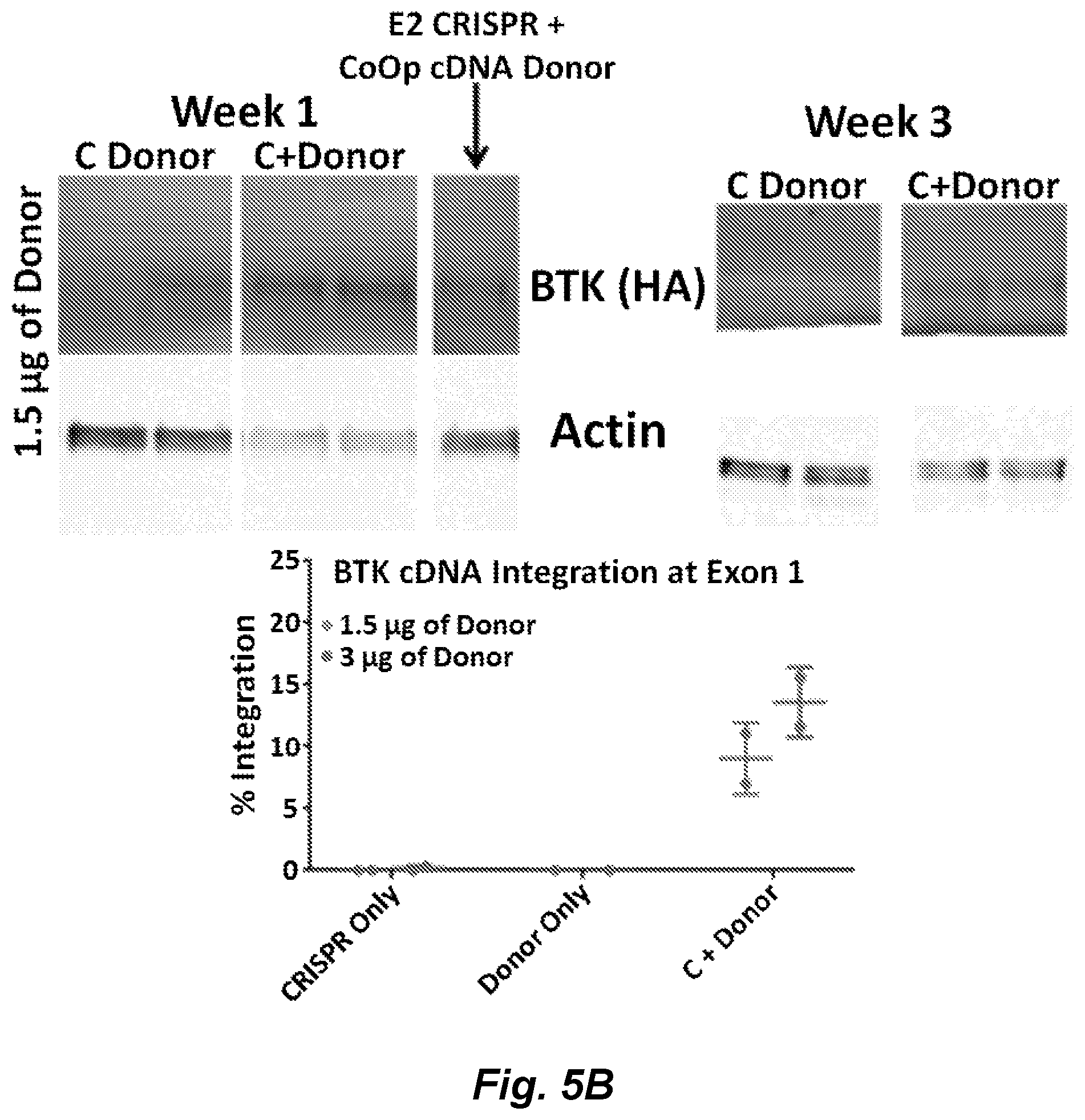 Patent US12492411 Figure 6 – Gene editing of monogenic disorders in human hematopoietic stem cells—correction of X-linked agammaglobulinemia (XLA)