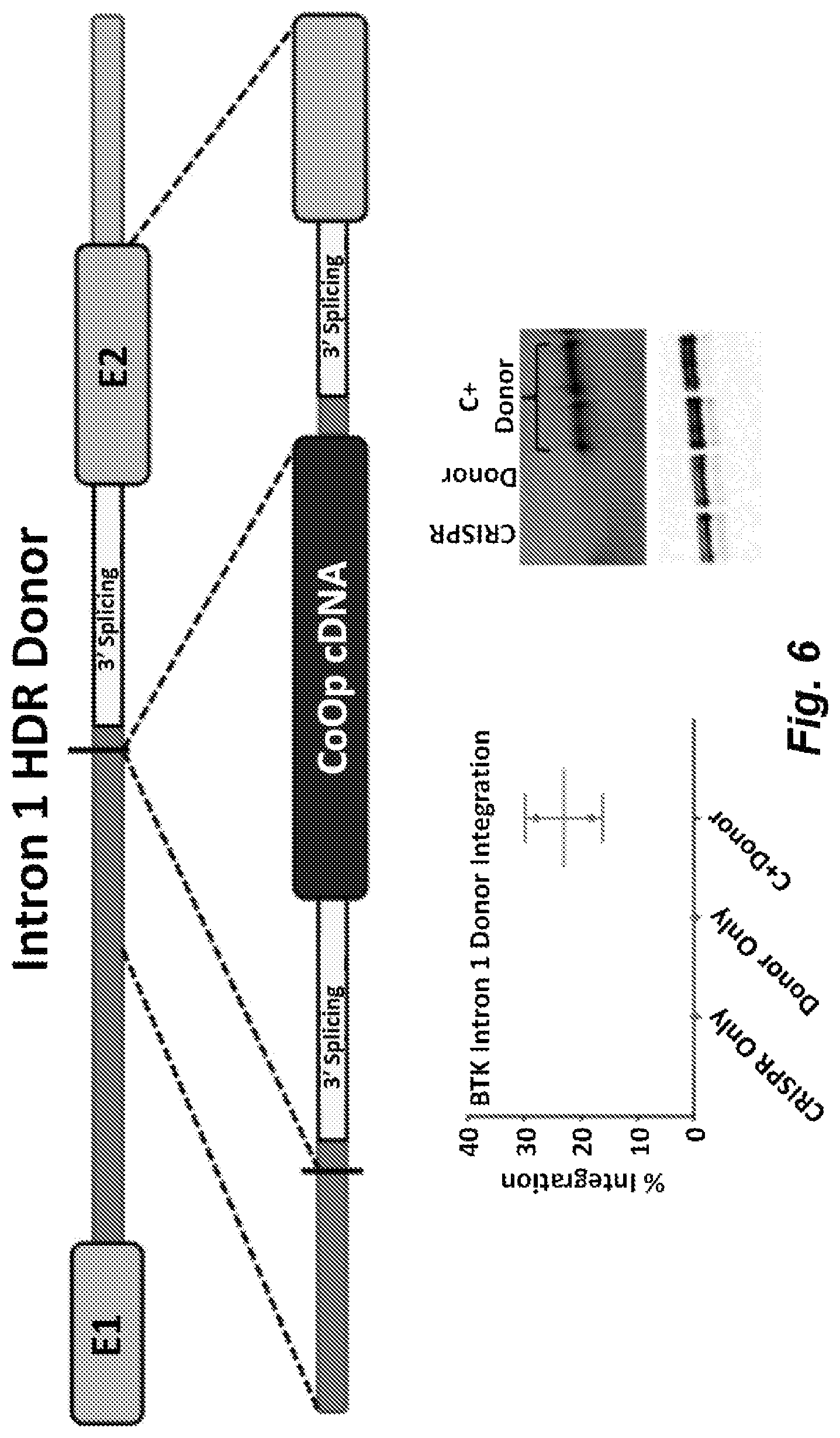 Patent US12492411 Figure 7 – Gene editing of monogenic disorders in human hematopoietic stem cells—correction of X-linked agammaglobulinemia (XLA)