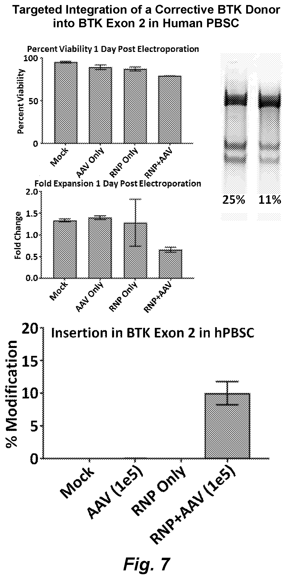 Patent US12492411 Figure 8 – Gene editing of monogenic disorders in human hematopoietic stem cells—correction of X-linked agammaglobulinemia (XLA)