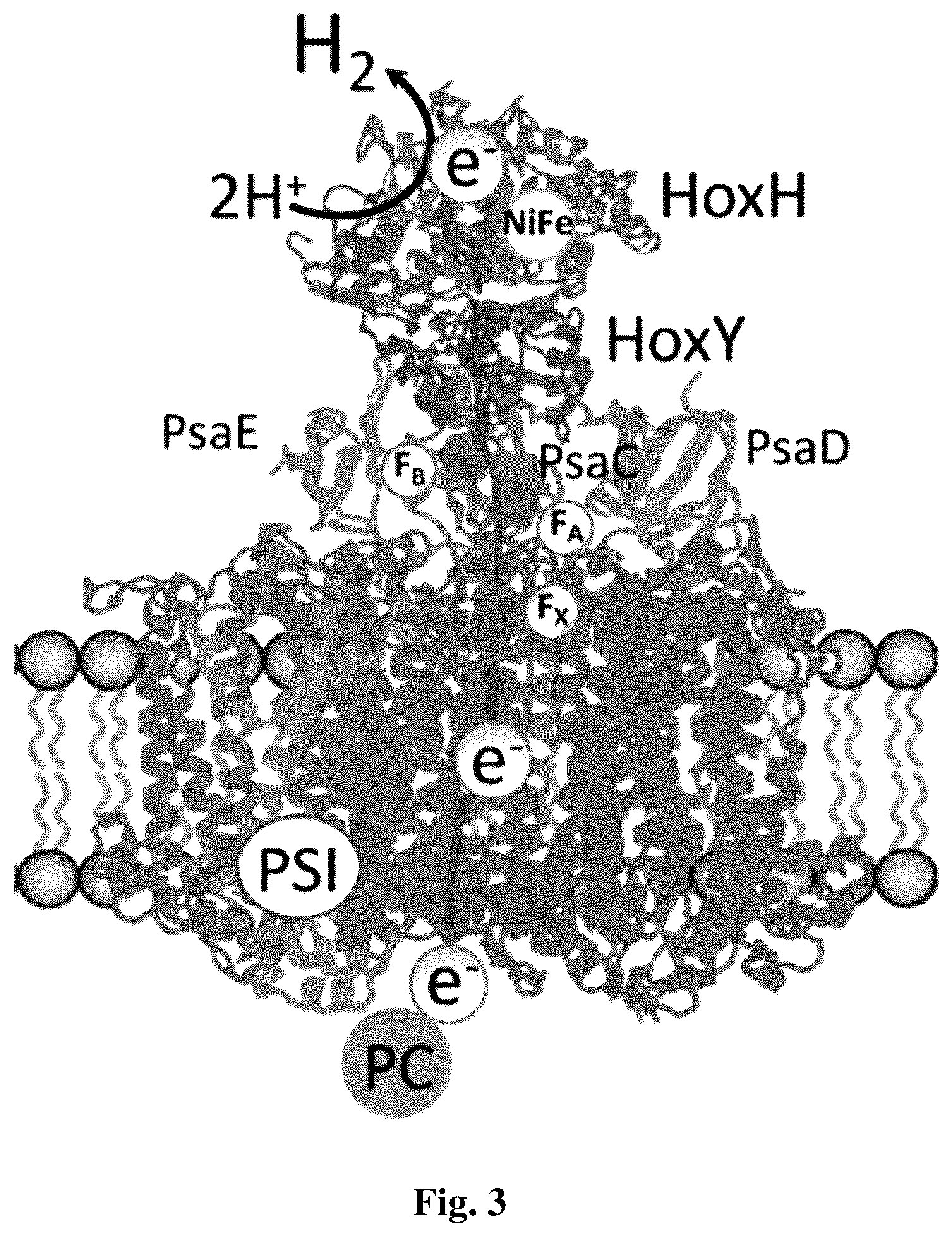 Patent US12492413 Figure 2 – Genetically modified phototrophic cell for in-vivo production of hydrogen