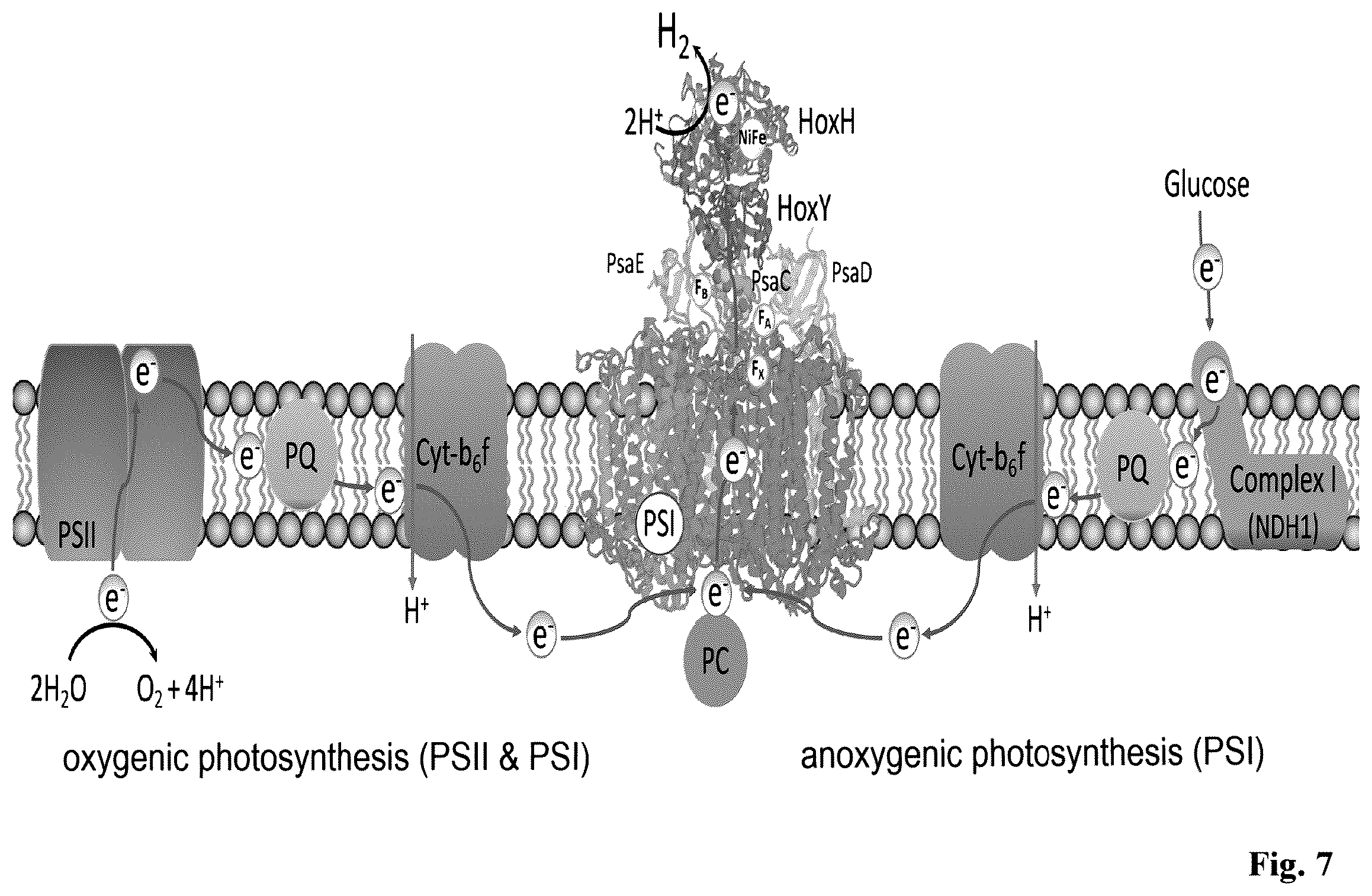 Patent US12492413 Figure 5 – Genetically modified phototrophic cell for in-vivo production of hydrogen