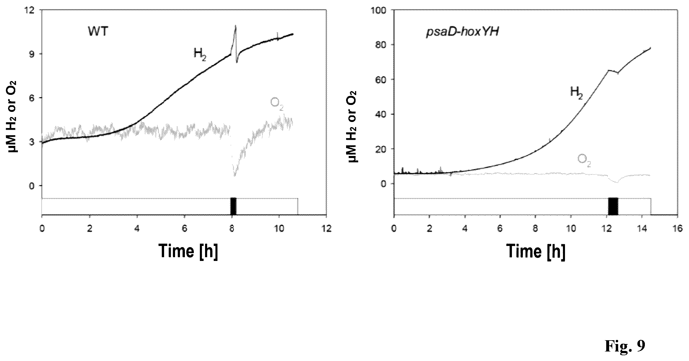 Patent US12492413 Figure 7 – Genetically modified phototrophic cell for in-vivo production of hydrogen