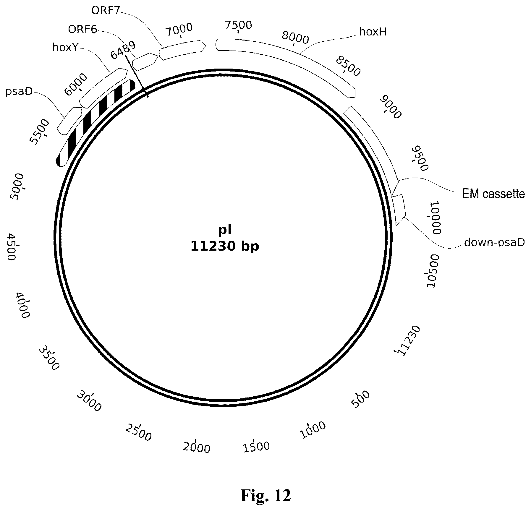 Patent US12492413 Figure 10 – Genetically modified phototrophic cell for in-vivo production of hydrogen