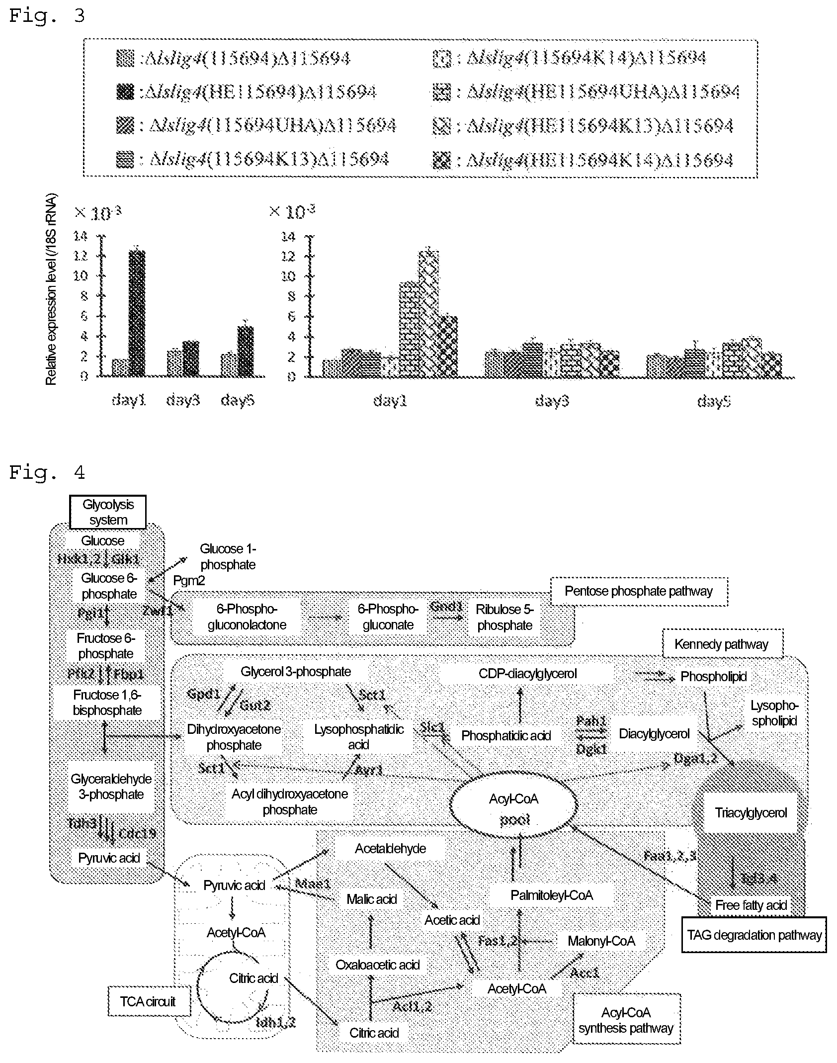 Patent US12492415 Figure 2 – Lipid production control factor for oleaginous yeast
