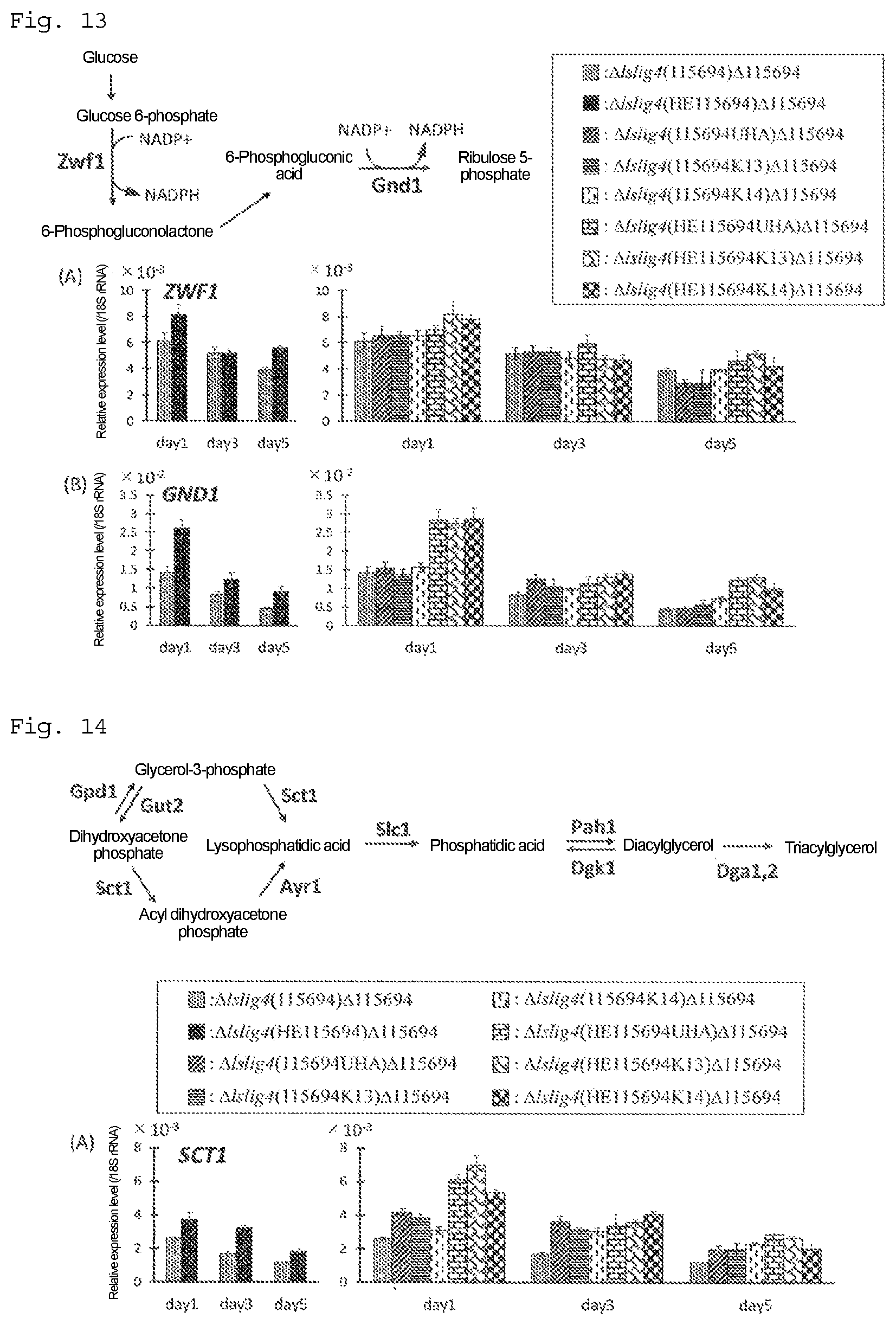 Patent US12492415 Figure 7 – Lipid production control factor for oleaginous yeast