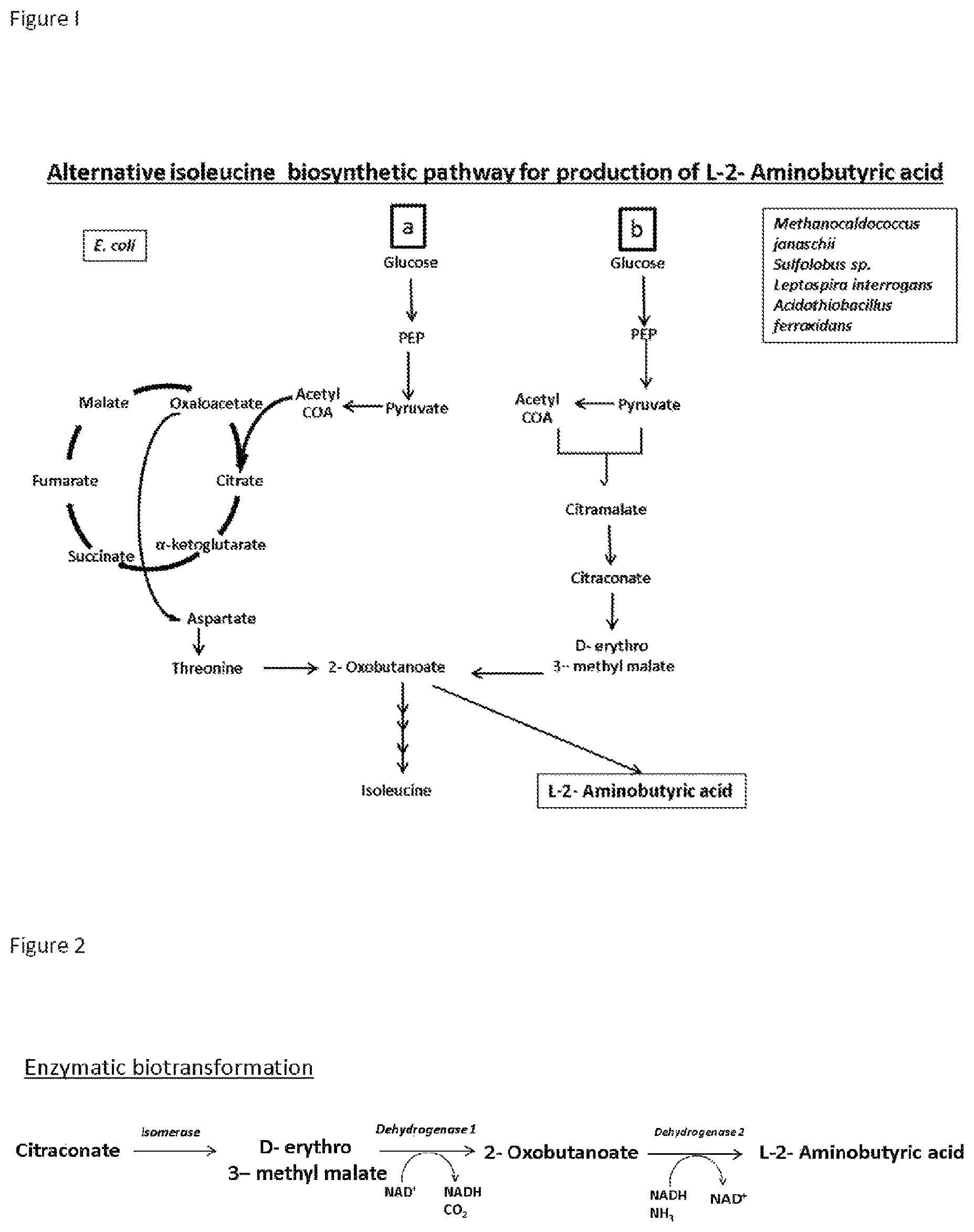 Patent US12492416 Figure 1 – Production of L-2-aminobutyrate from citramalate, citraconate or 2-oxobutanoate