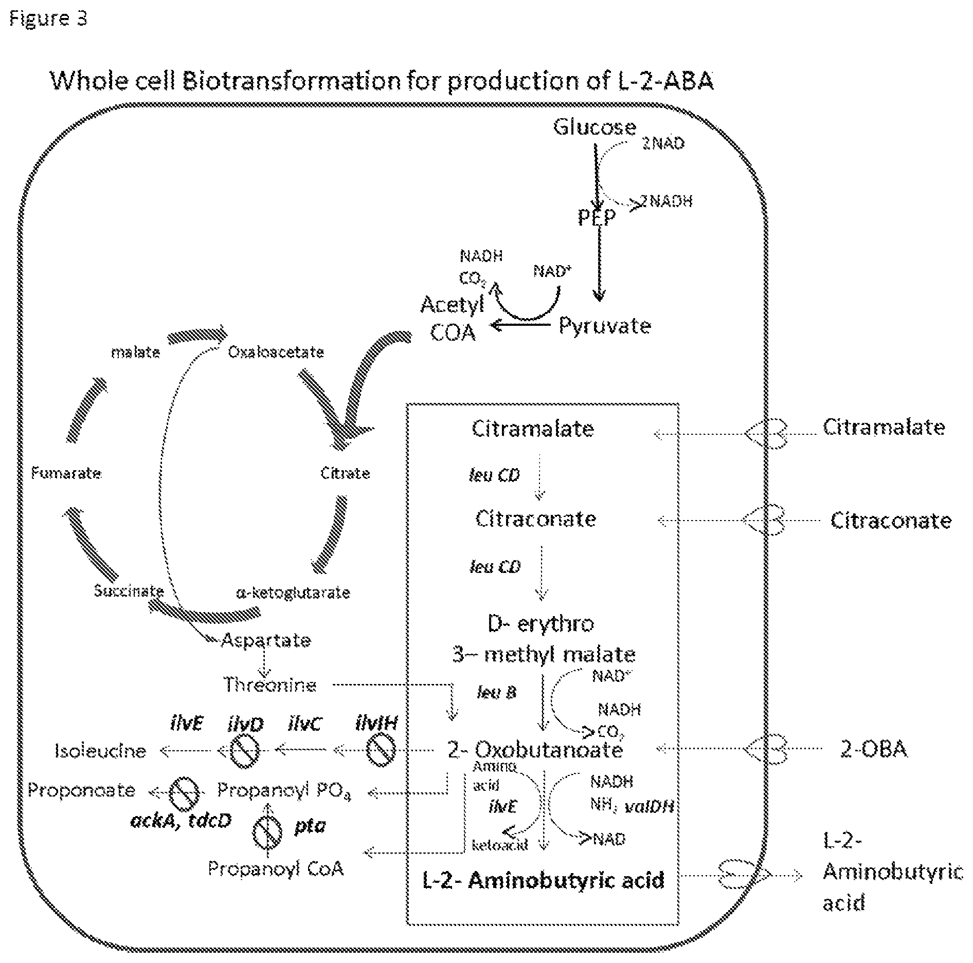 Patent US12492416 Figure 2 – Production of L-2-aminobutyrate from citramalate, citraconate or 2-oxobutanoate