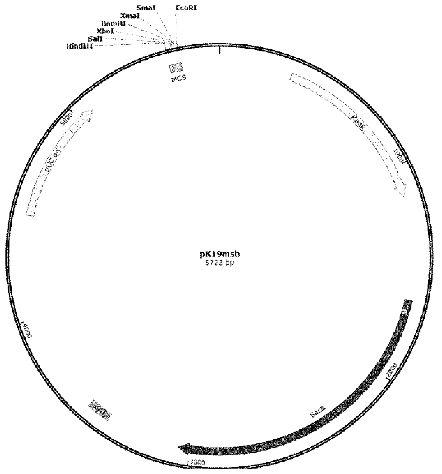 Patent US12492417 Figure 1 – Modified microorganism of genus Corynebacterium producing L-glutamic acid and method for producing L-glutamic acid using same