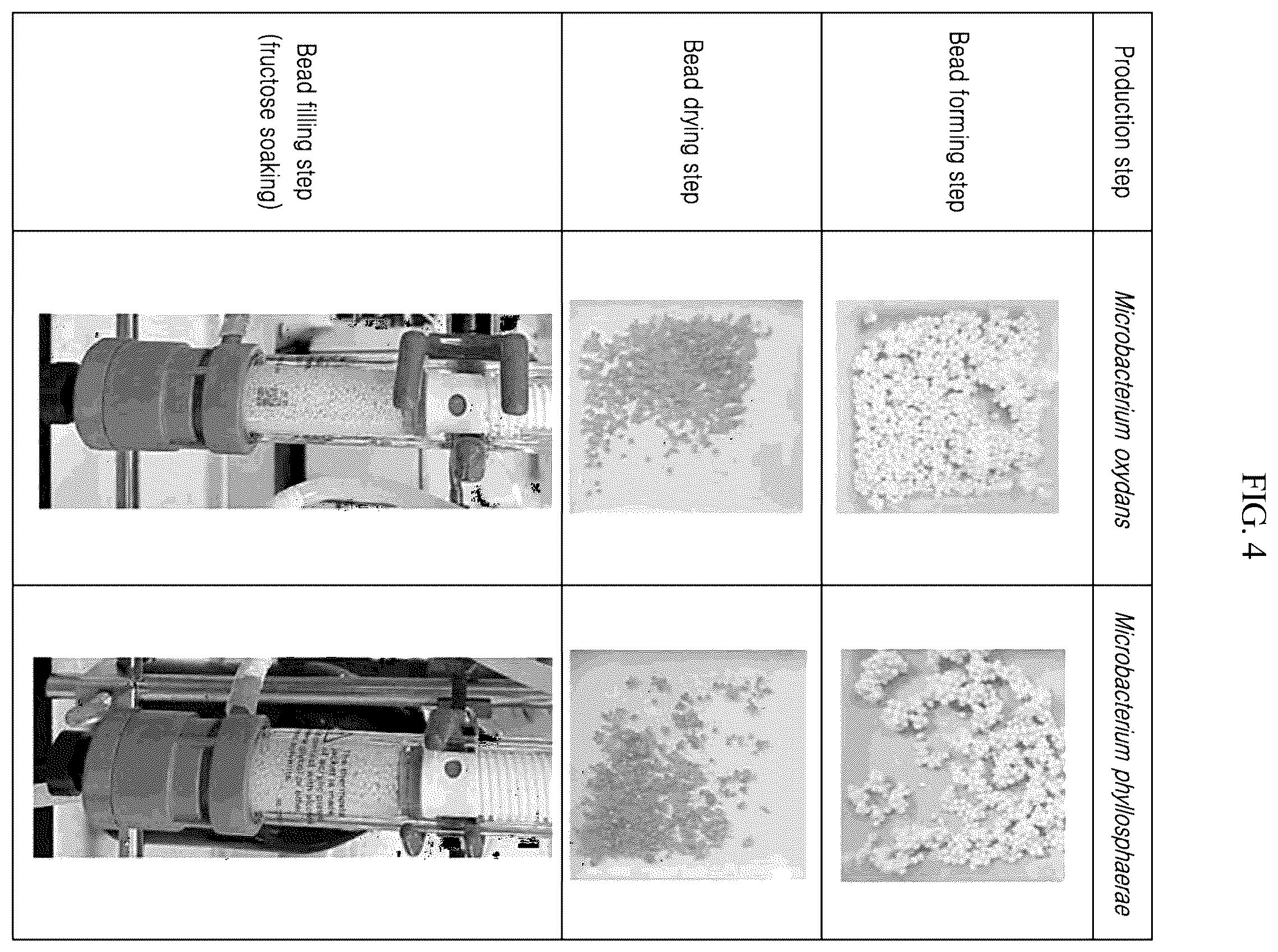 Patent US12492419 Figure 4 – Cell immobilized beads having excellent conversion activity and method for preparing same