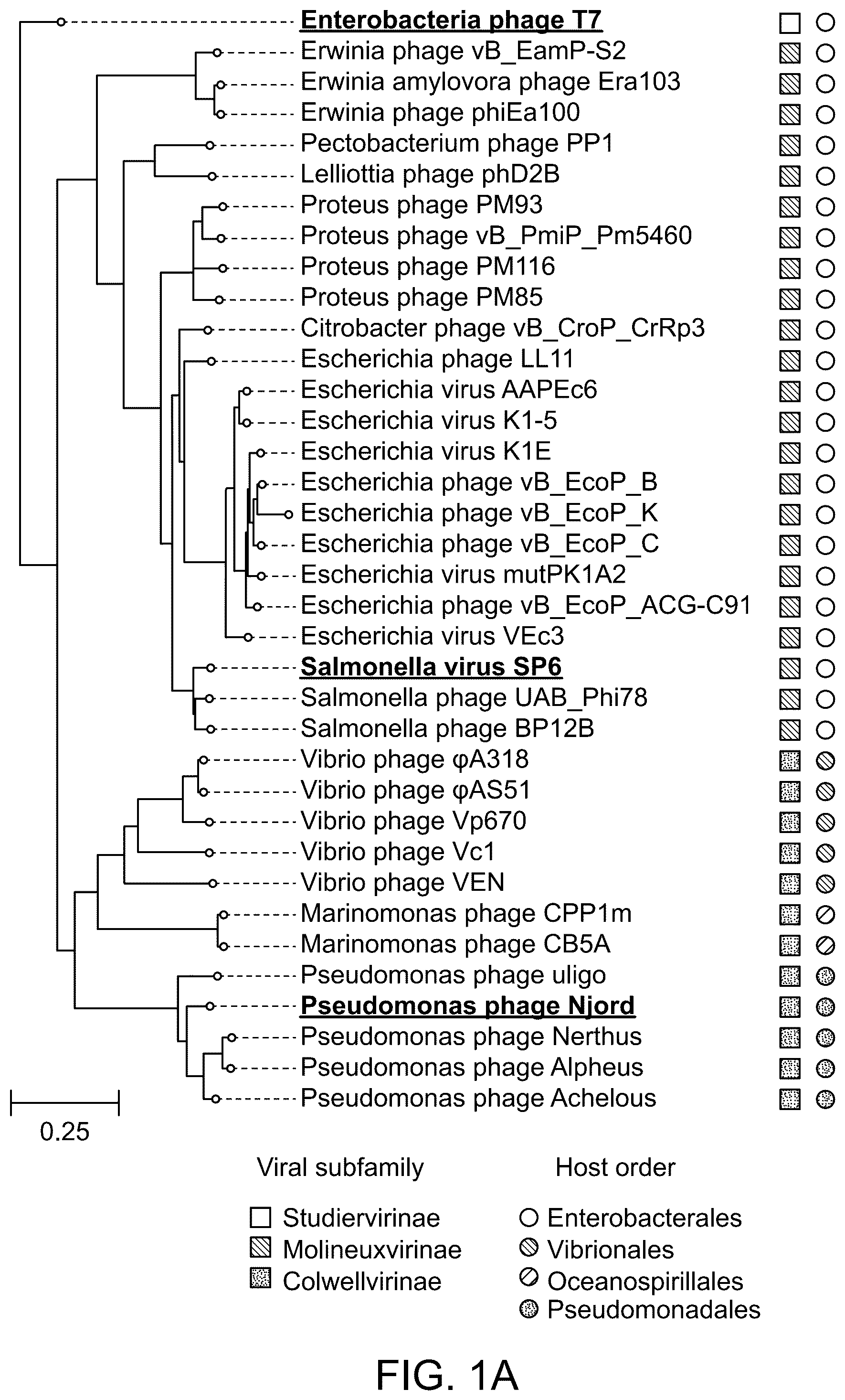 Patent US12492420 Figure 1 – Compositions, kits, and methods for in vitro transcription