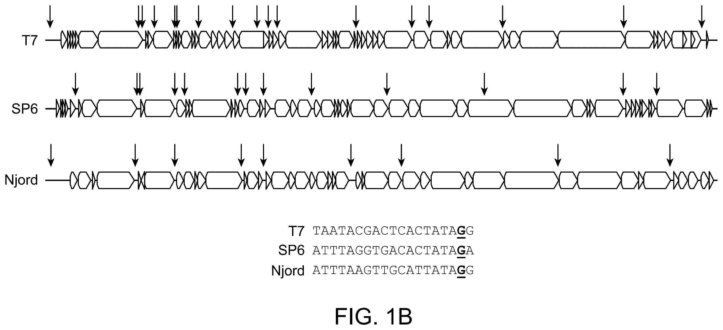 Patent US12492420 Figure 2 – Compositions, kits, and methods for in vitro transcription