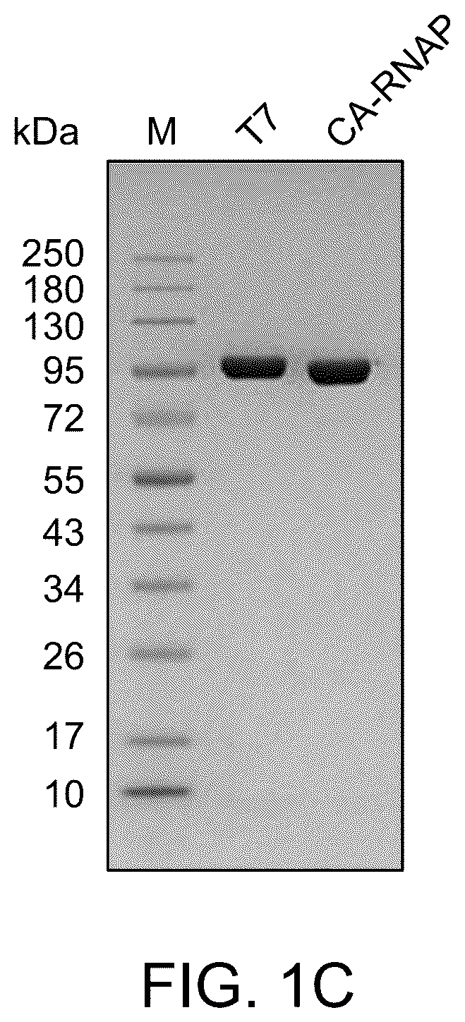 Patent US12492420 Figure 3 – Compositions, kits, and methods for in vitro transcription