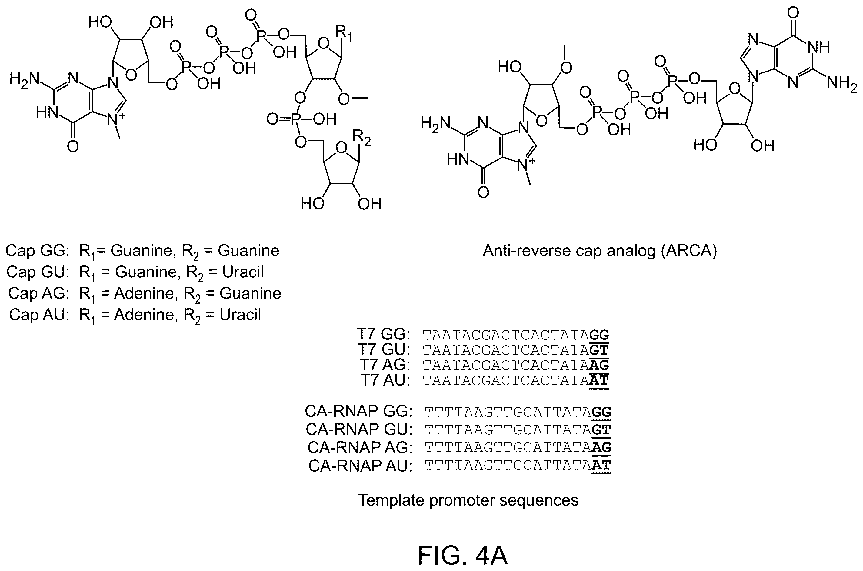 Patent US12492420 Figure 7 – Compositions, kits, and methods for in vitro transcription