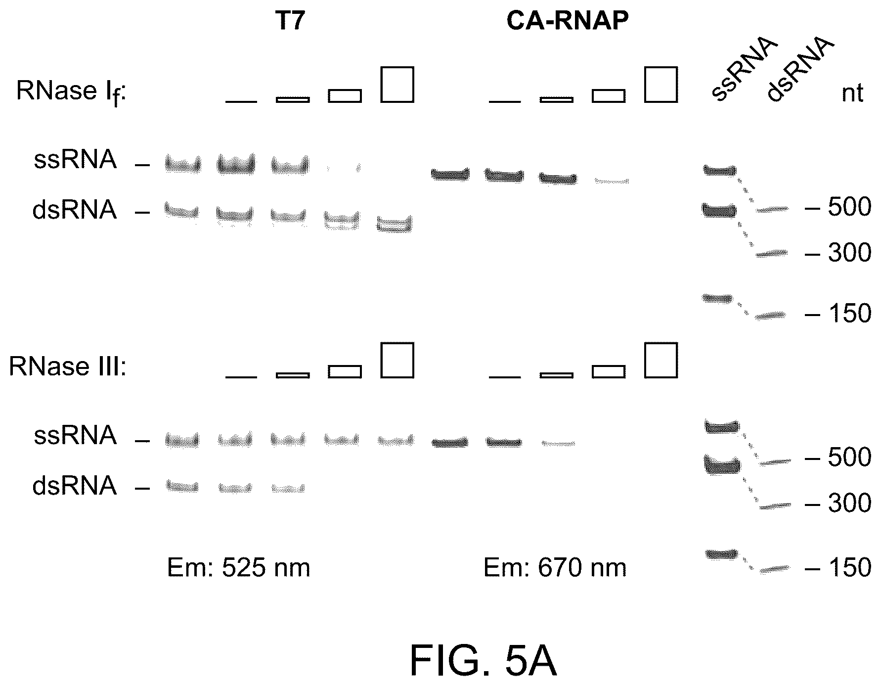 Patent US12492420 Figure 9 – Compositions, kits, and methods for in vitro transcription