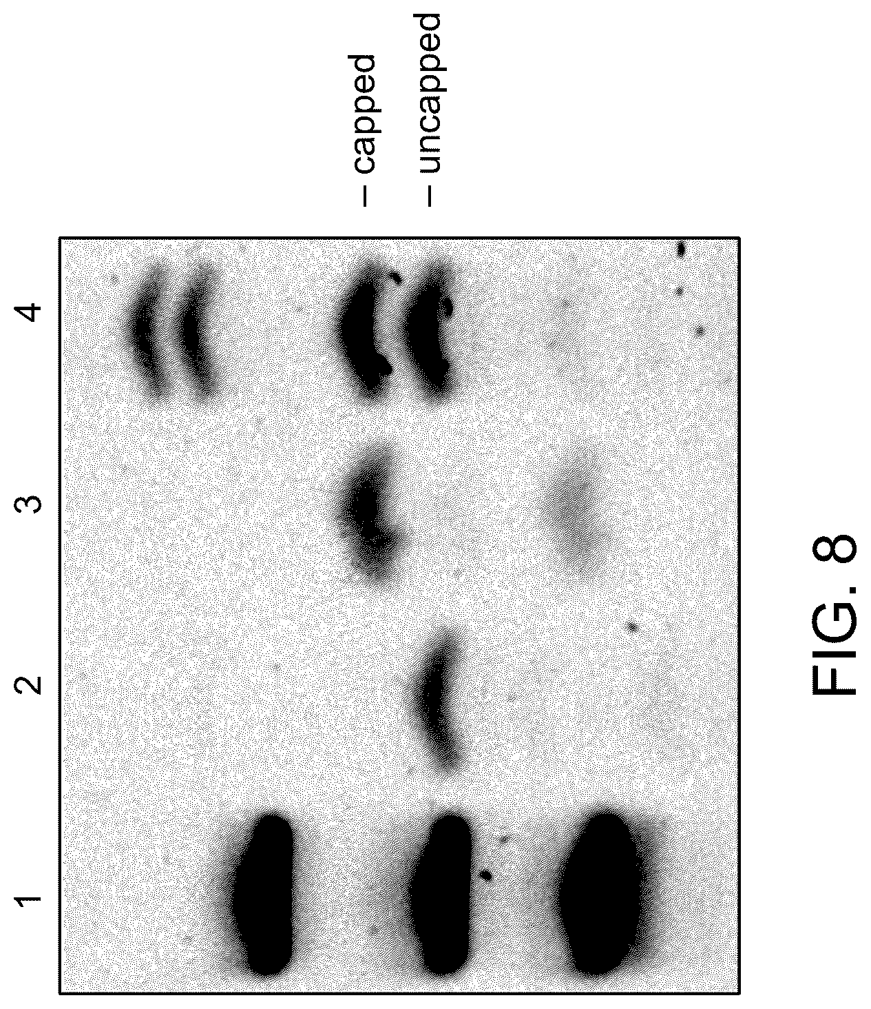 Patent US12492420 Figure 14 – Compositions, kits, and methods for in vitro transcription