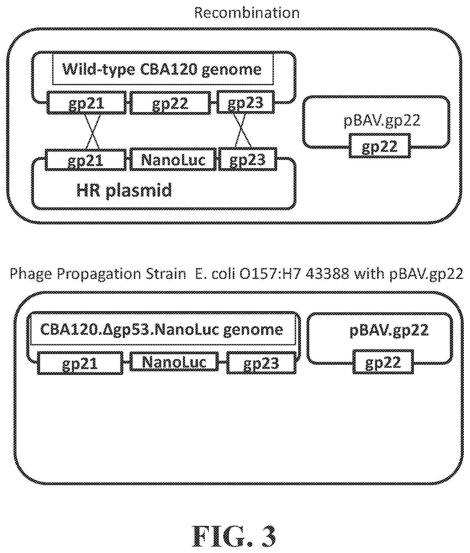 Patent US12492421 Figure 3 – Devices and methods for detecting microorganisms using recombinant reproduction-deficient indicator bacteriophage