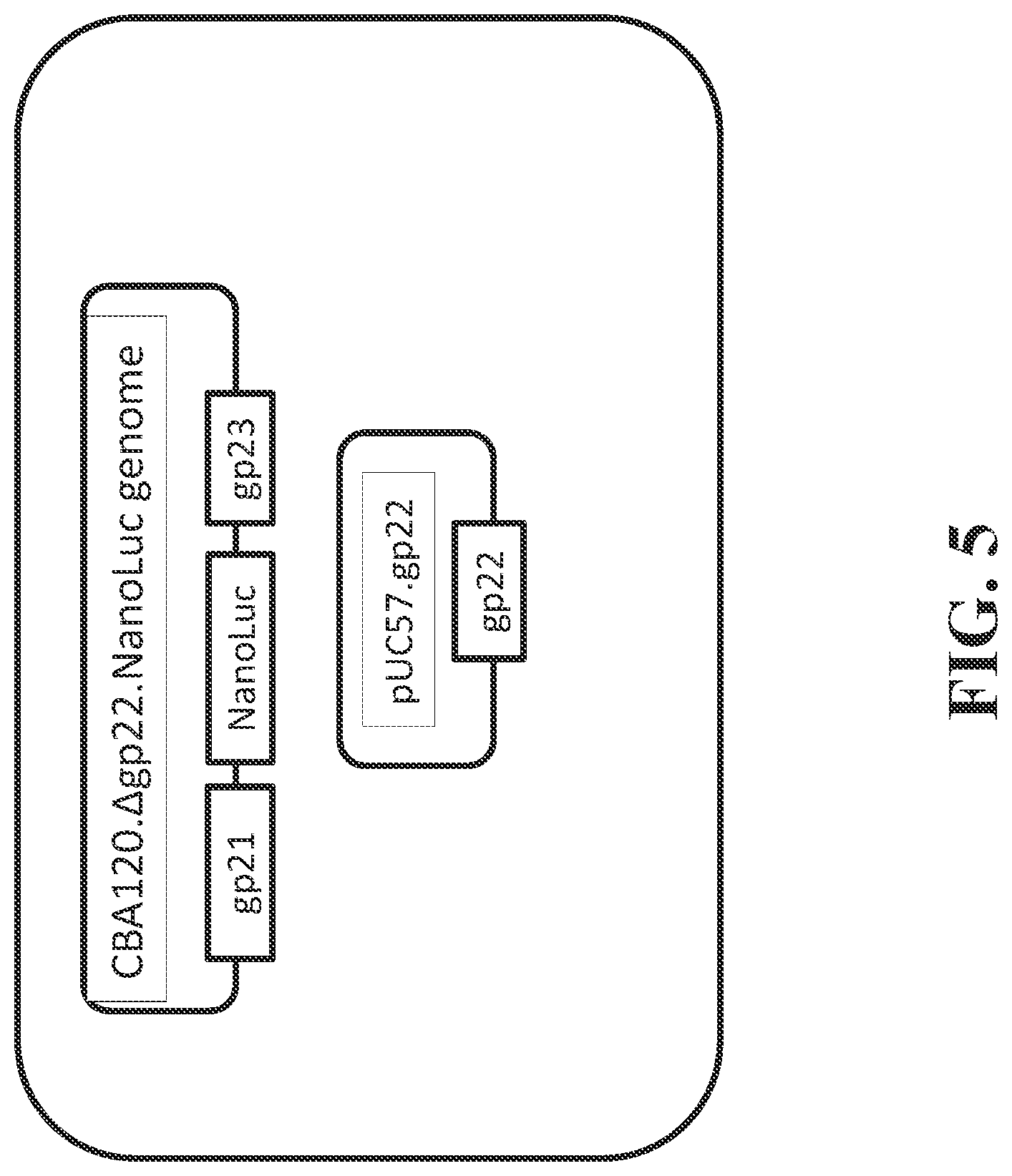Patent US12492421 Figure 5 – Devices and methods for detecting microorganisms using recombinant reproduction-deficient indicator bacteriophage