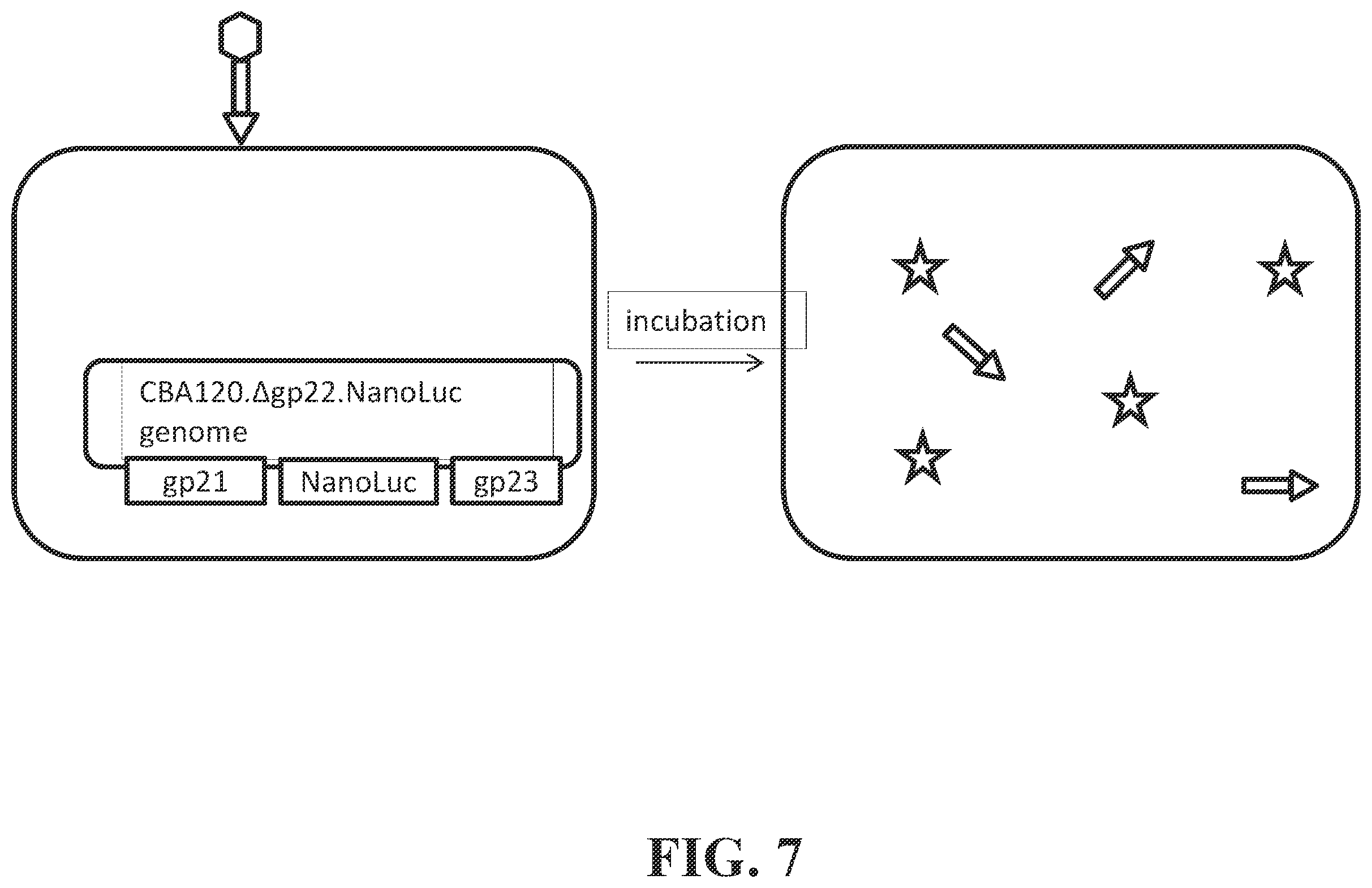 Patent US12492421 Figure 7 – Devices and methods for detecting microorganisms using recombinant reproduction-deficient indicator bacteriophage