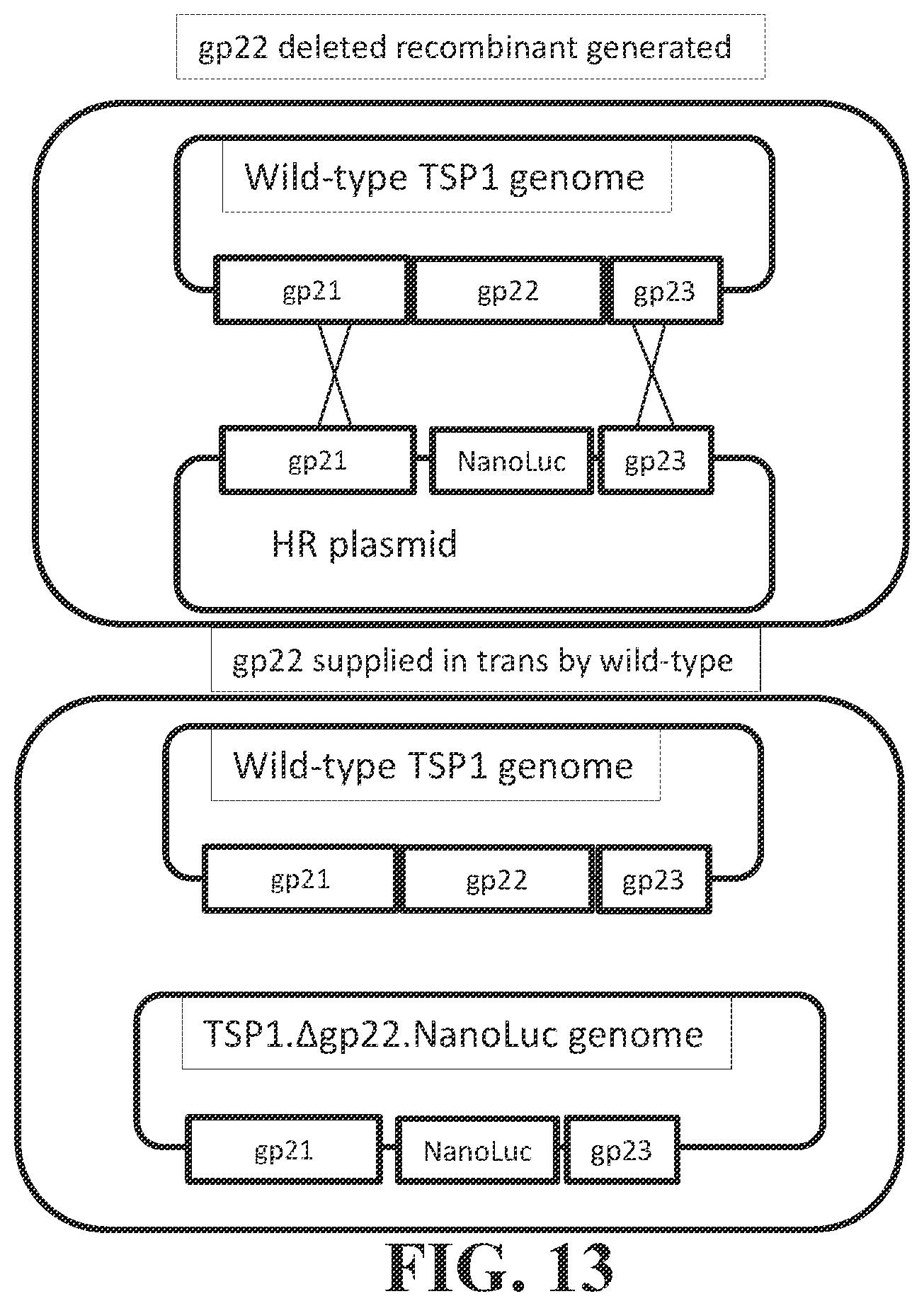 Patent US12492421 Figure 13 – Devices and methods for detecting microorganisms using recombinant reproduction-deficient indicator bacteriophage
