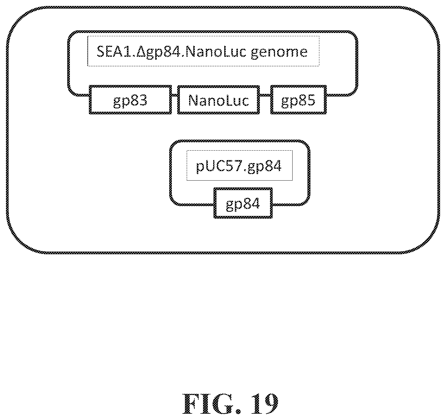 Patent US12492421 Figure 19 – Devices and methods for detecting microorganisms using recombinant reproduction-deficient indicator bacteriophage