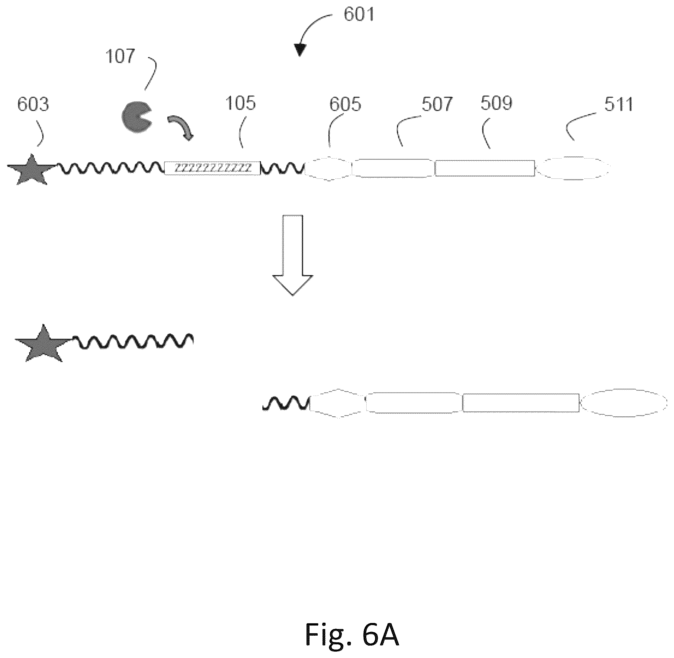 Patent US12492422 Figure 6 – Ex vivo protease activity detection for disease detection/diagnostic, staging, monitoring and treatment