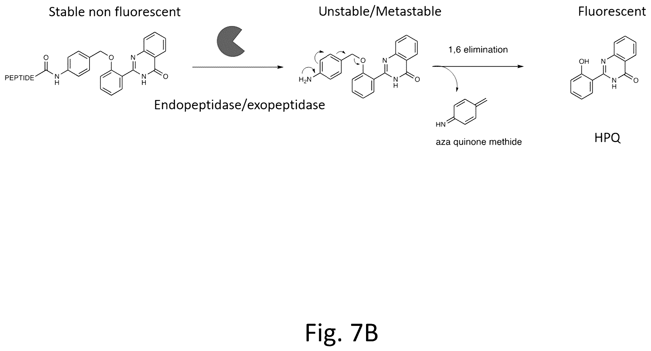 Patent US12492422 Figure 10 – Ex vivo protease activity detection for disease detection/diagnostic, staging, monitoring and treatment