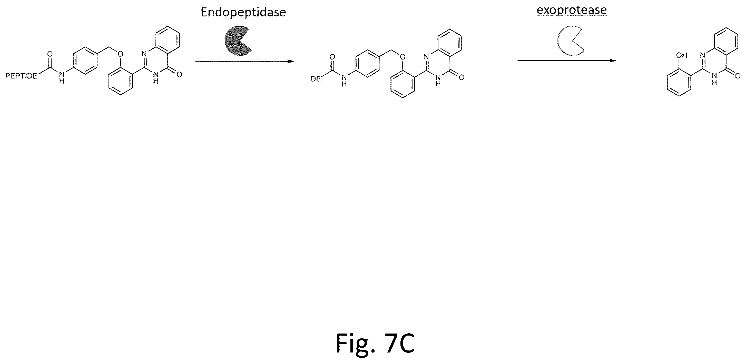 Patent US12492422 Figure 11 – Ex vivo protease activity detection for disease detection/diagnostic, staging, monitoring and treatment