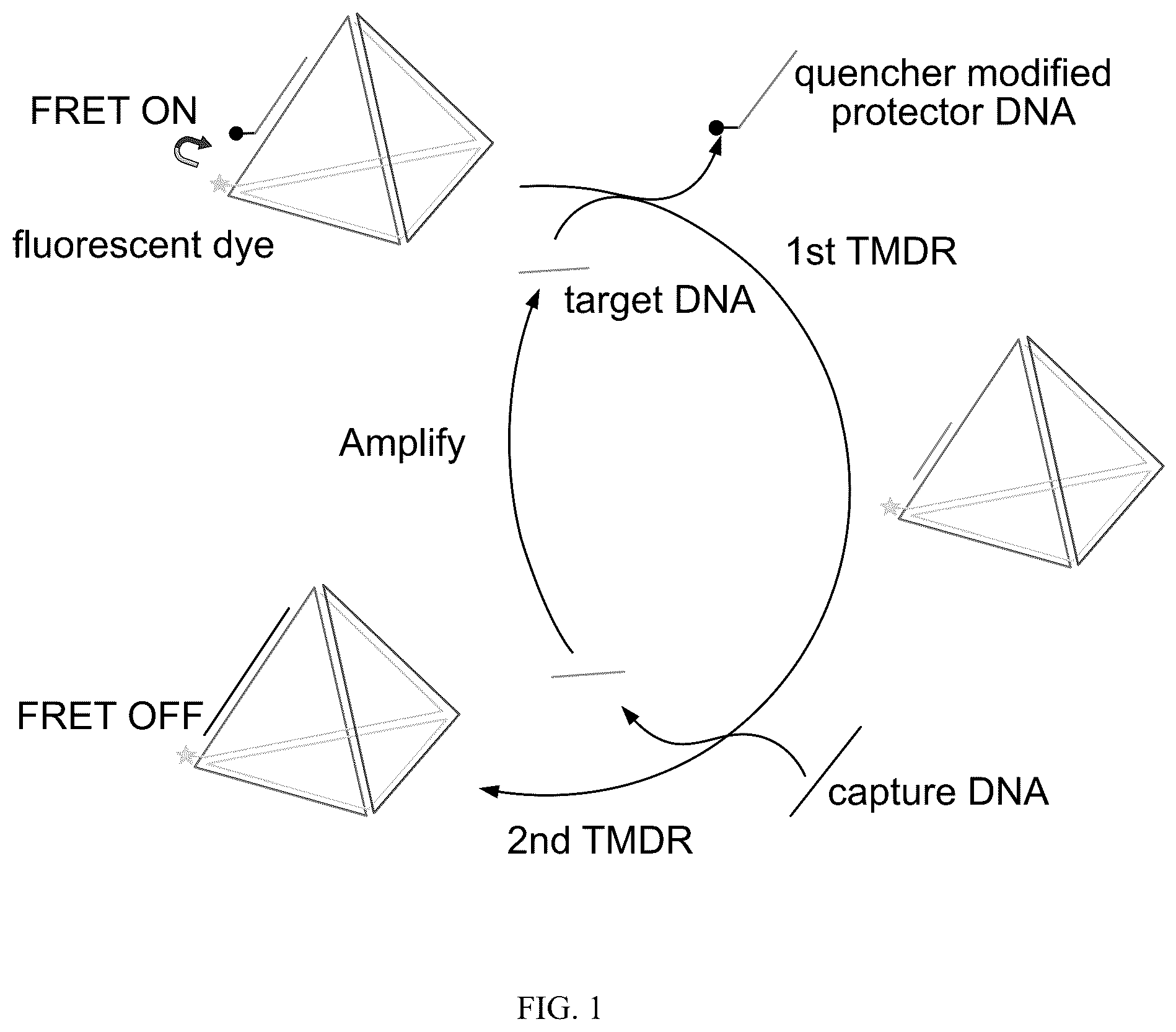 Patent US12492424 Figure 1 – Compositions and methods for detecting viral nucleic acids