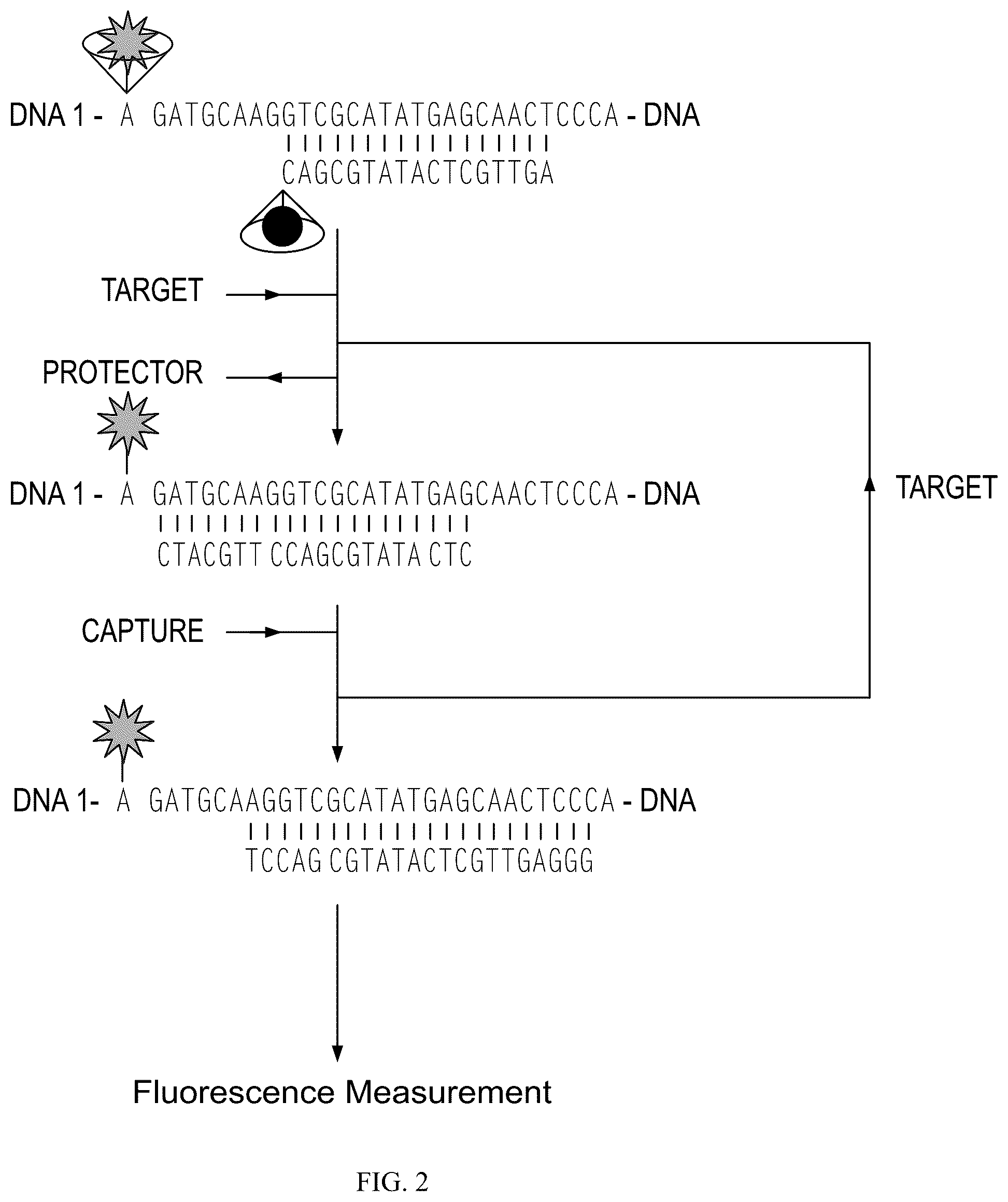 Patent US12492424 Figure 2 – Compositions and methods for detecting viral nucleic acids