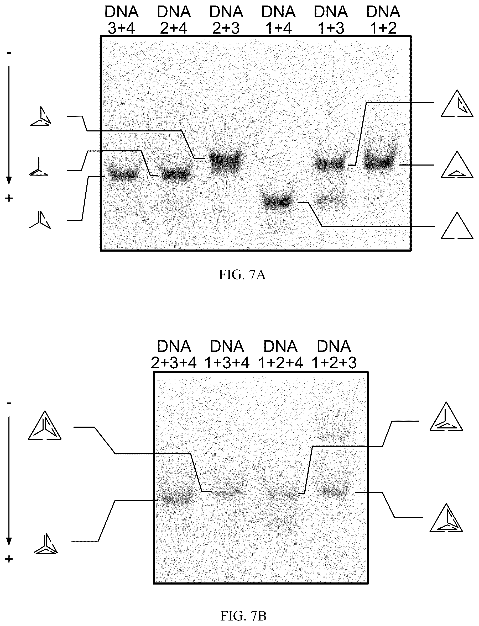 Patent US12492424 Figure 7 – Compositions and methods for detecting viral nucleic acids