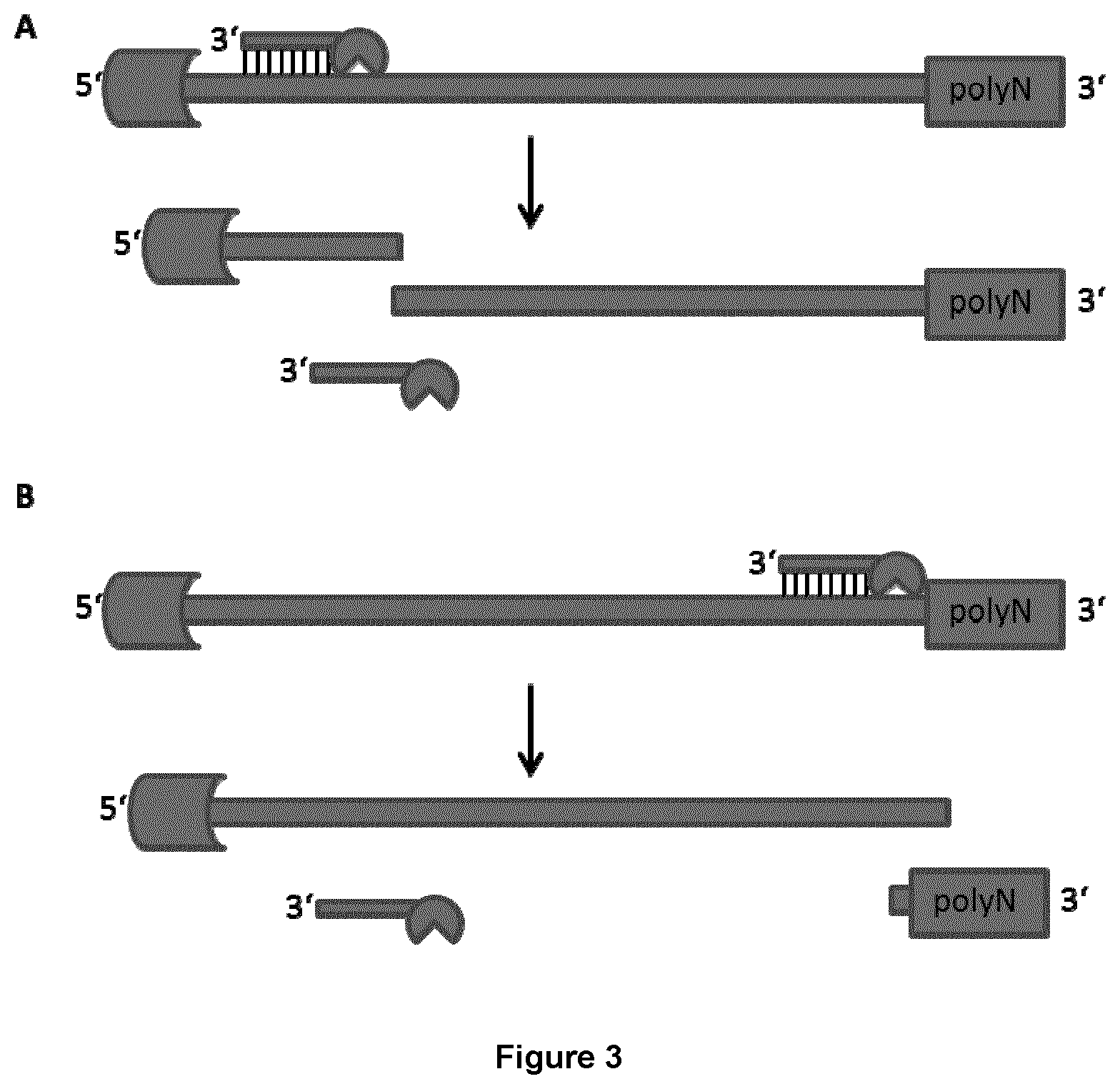 Patent US12492425 Figure 2 – Methods for RNA analysis